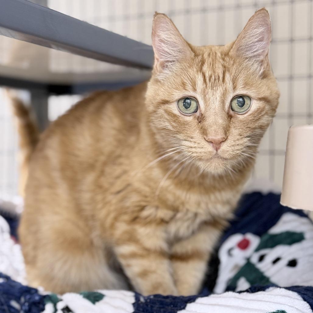 Enlarge Nelson, a Adoptable Domestic Short Hair in Medford, OR image 2/2