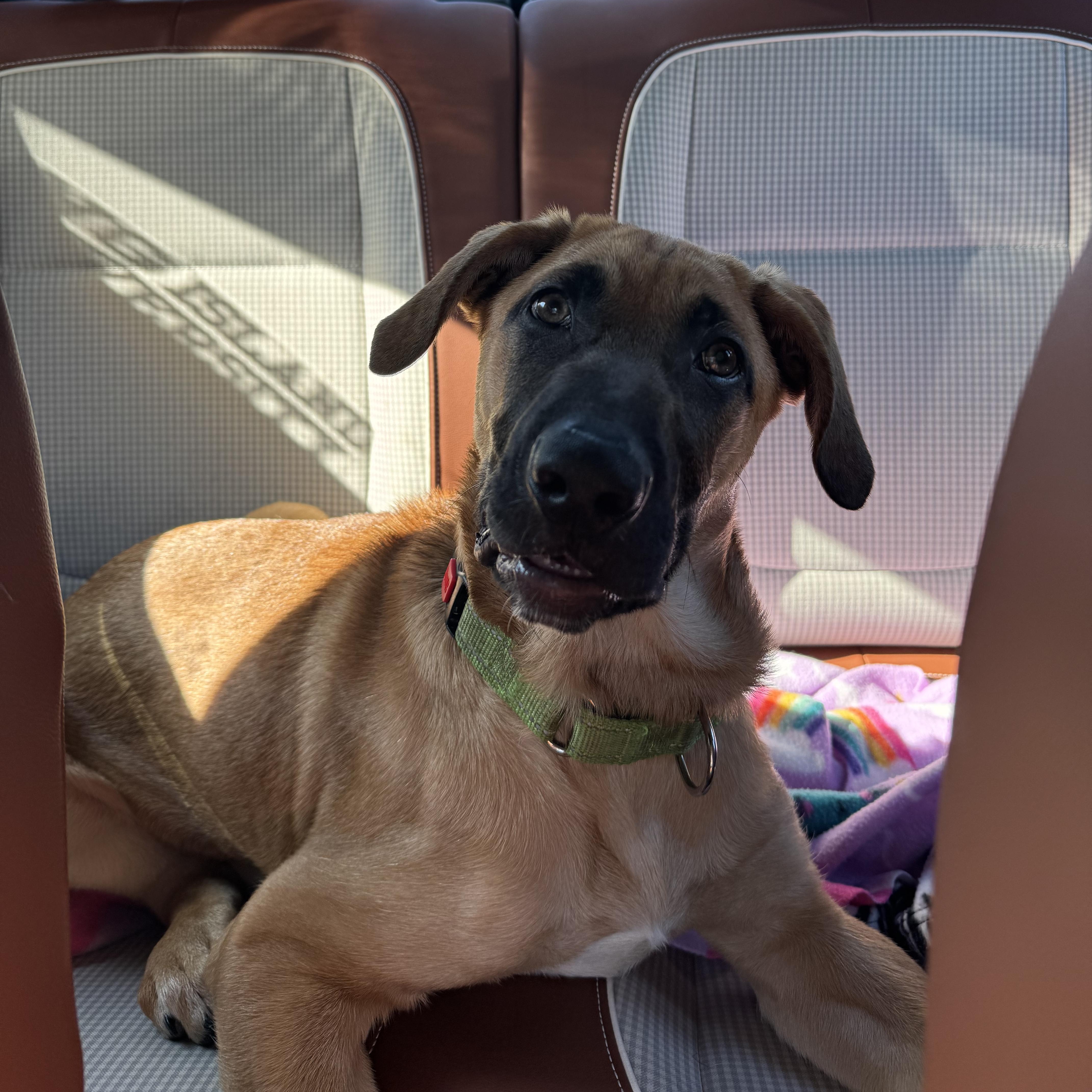 Enlarge Finn, an adopted mixed breed in massapequa, NY image 2/3