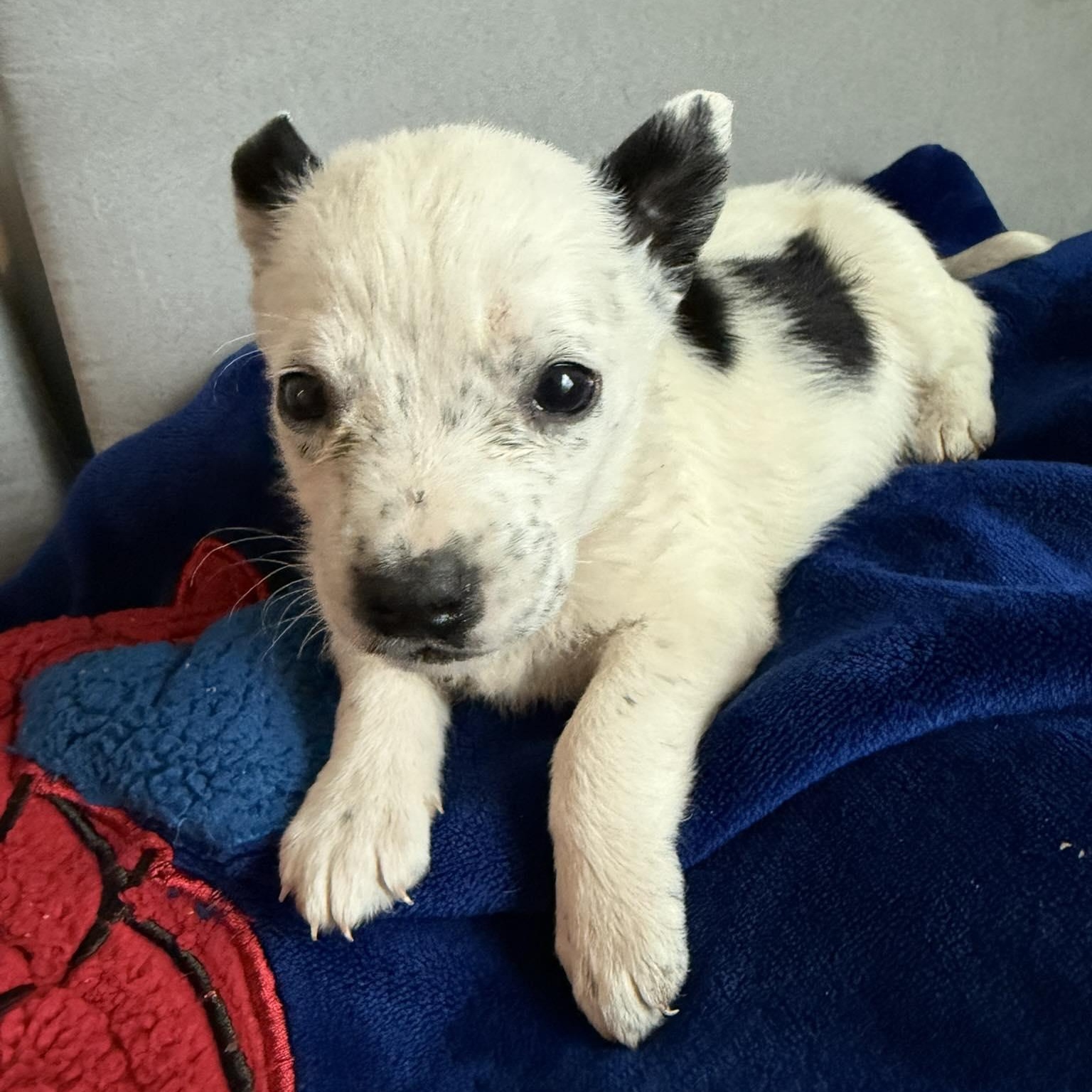 Enlarge Bo, a Adoptable mixed breed in Waxhaw, NC image 1/1