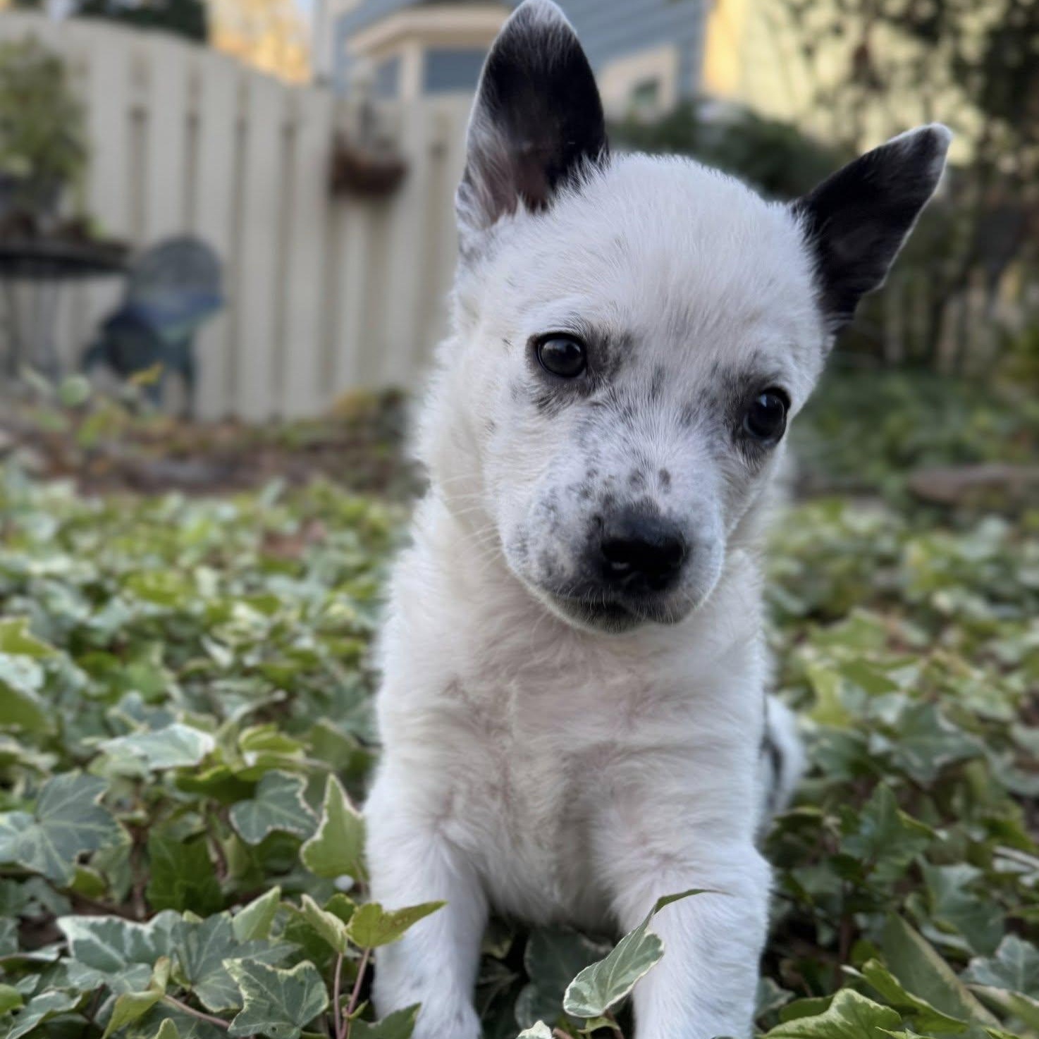Enlarge Bo, an adopted mixed breed in Waxhaw, NC image 2/3