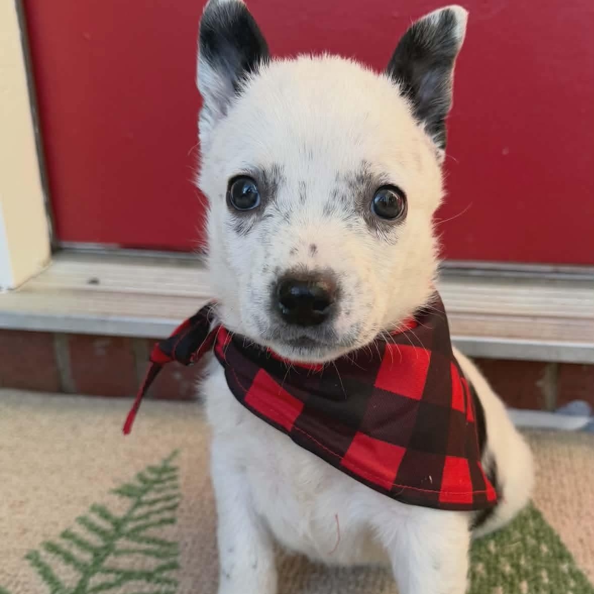 Enlarge Bo, an adopted mixed breed in Waxhaw, NC image 1/3