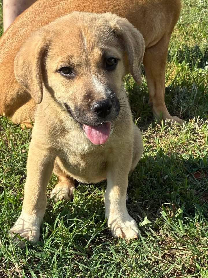 Enlarge Banana, a Adopted mixed breed in New Baltimore, MI image 2/2