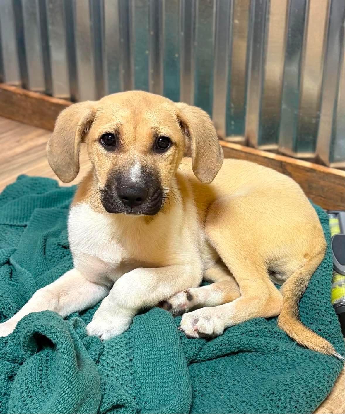 Banana, Adopted, Puppy Female German Shepherd Dog & Great Pyrenees.