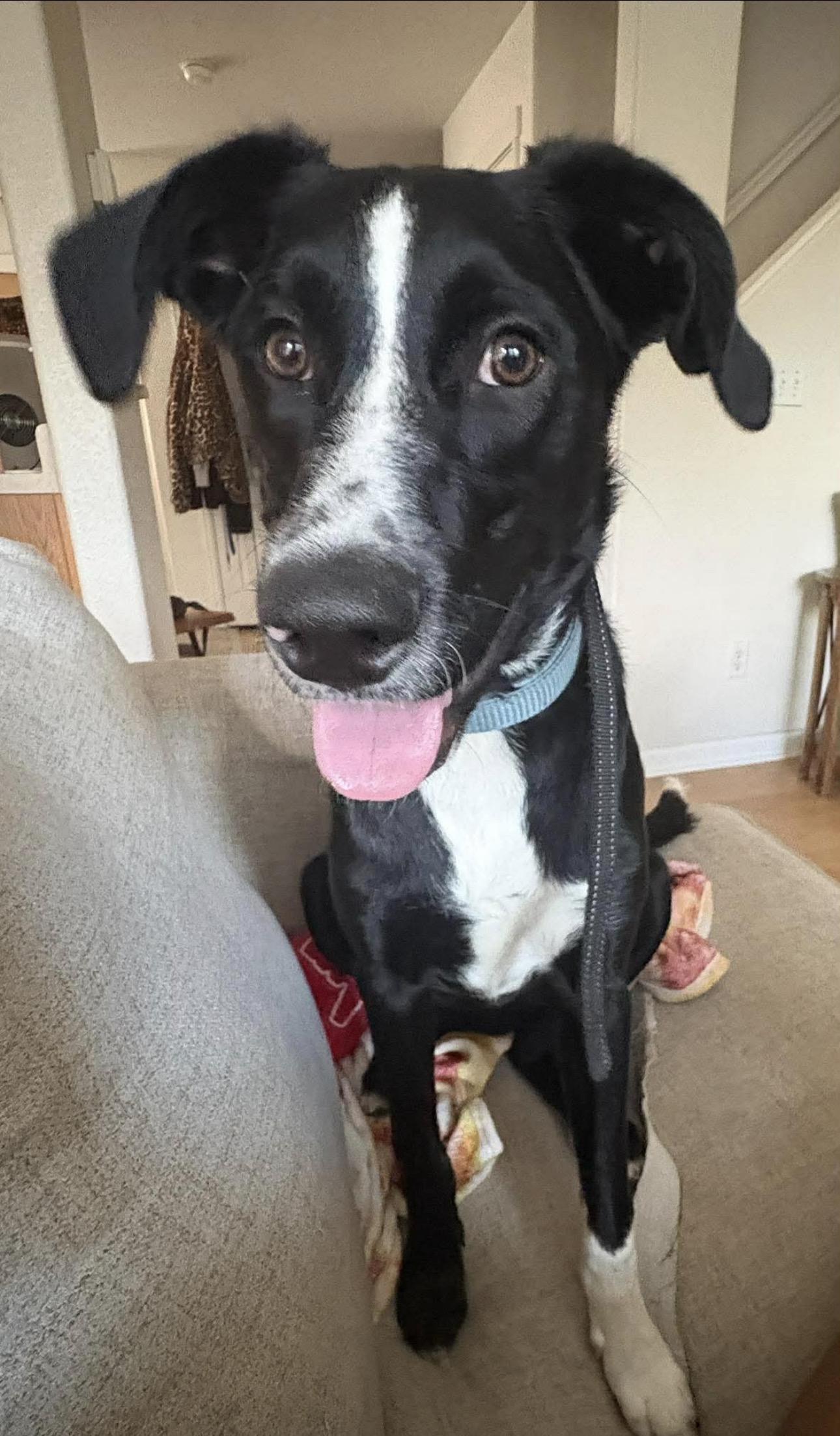 Enlarge Maka, a Adoptable mixed breed in Parker, CO image 3/6