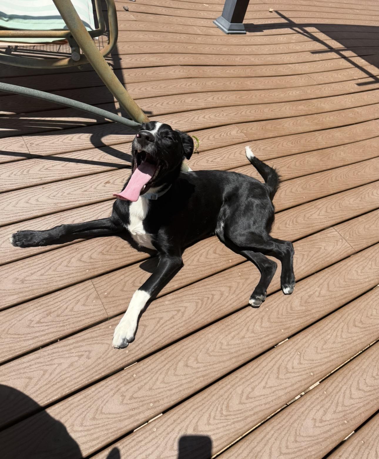 Enlarge Maka, a Adoptable mixed breed in Parker, CO image 4/6