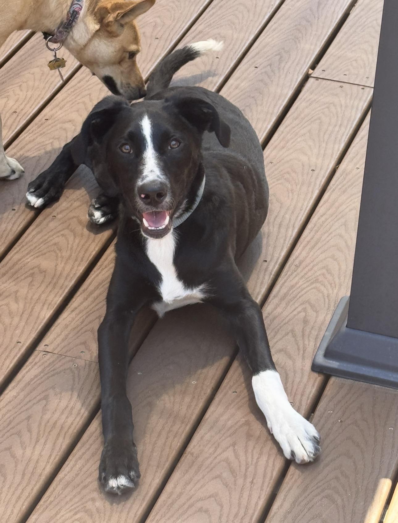Maka, Adoptable, Puppy Male Australian Shepherd.