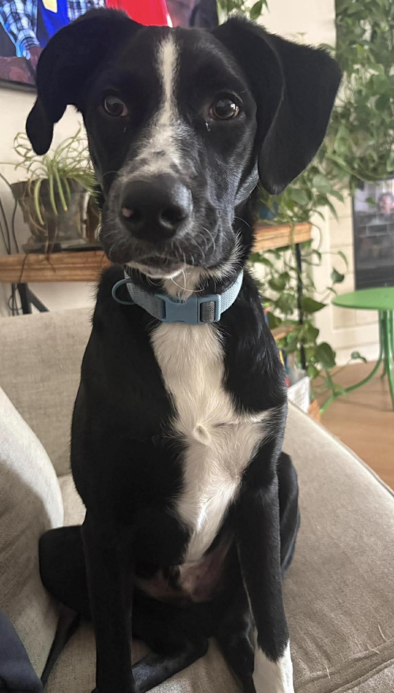 Enlarge Maka, a Adoptable mixed breed in Parker, CO image 5/6