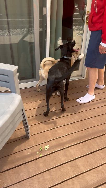 Enlarge Maka, a Adoptable mixed breed in Parker, CO video 1/6