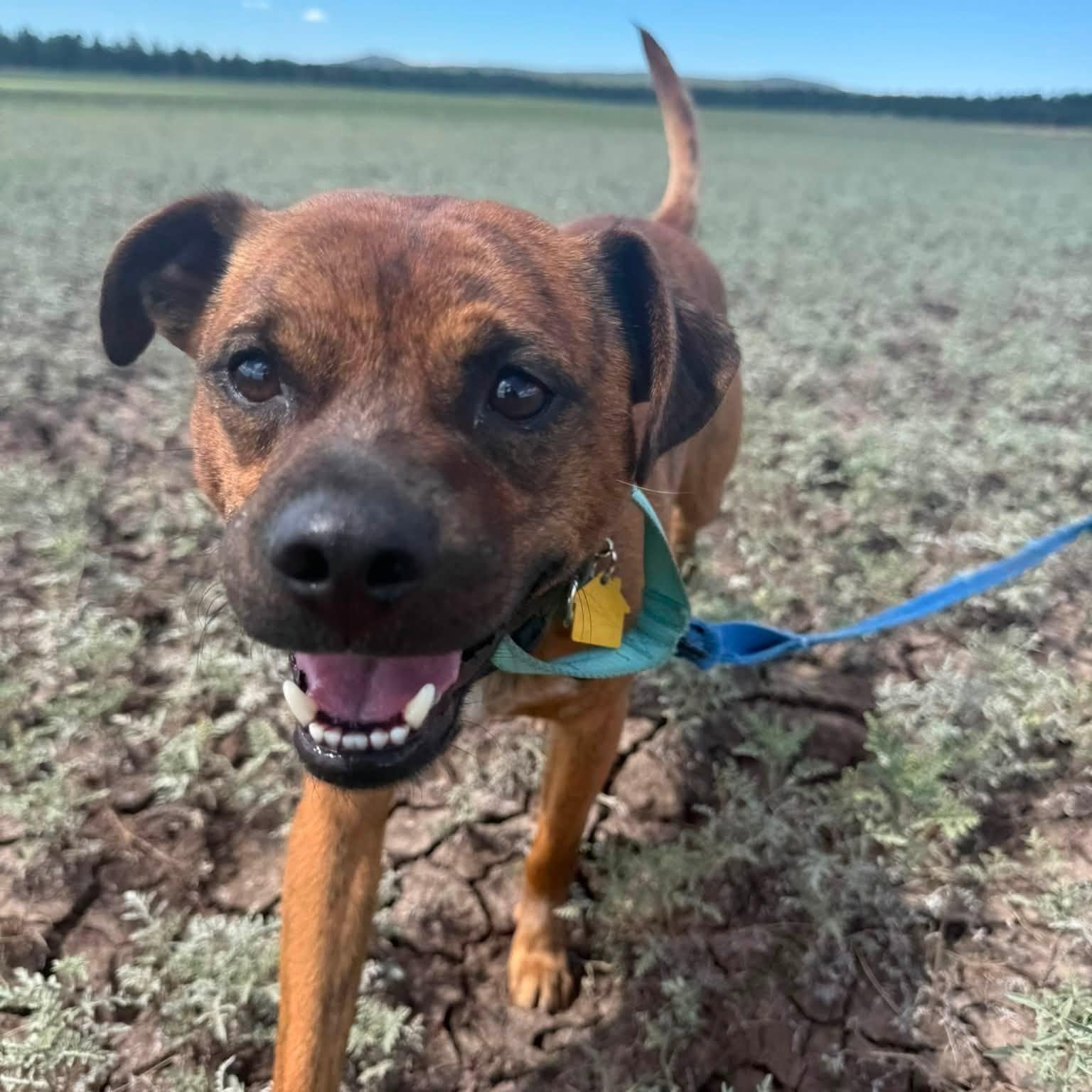 Dobbie, ADOPTABLE, Adult Male Mixed Breed.