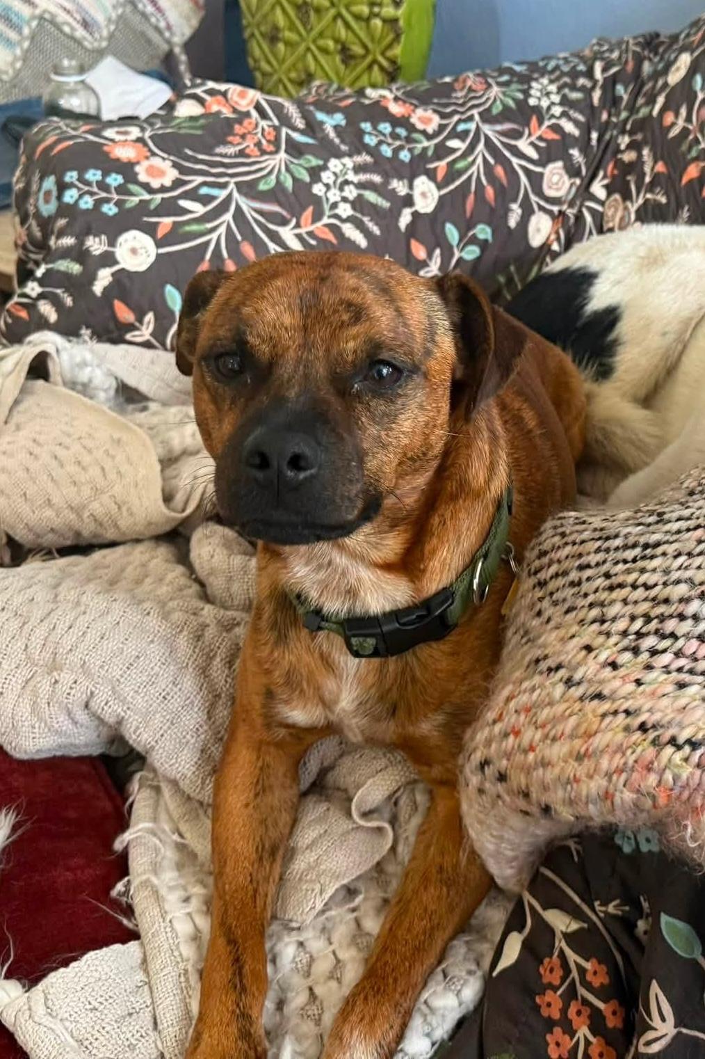 Enlarge Dobbie, a ADOPTABLE Mixed Breed in Chino valley, AZ image 2/6
