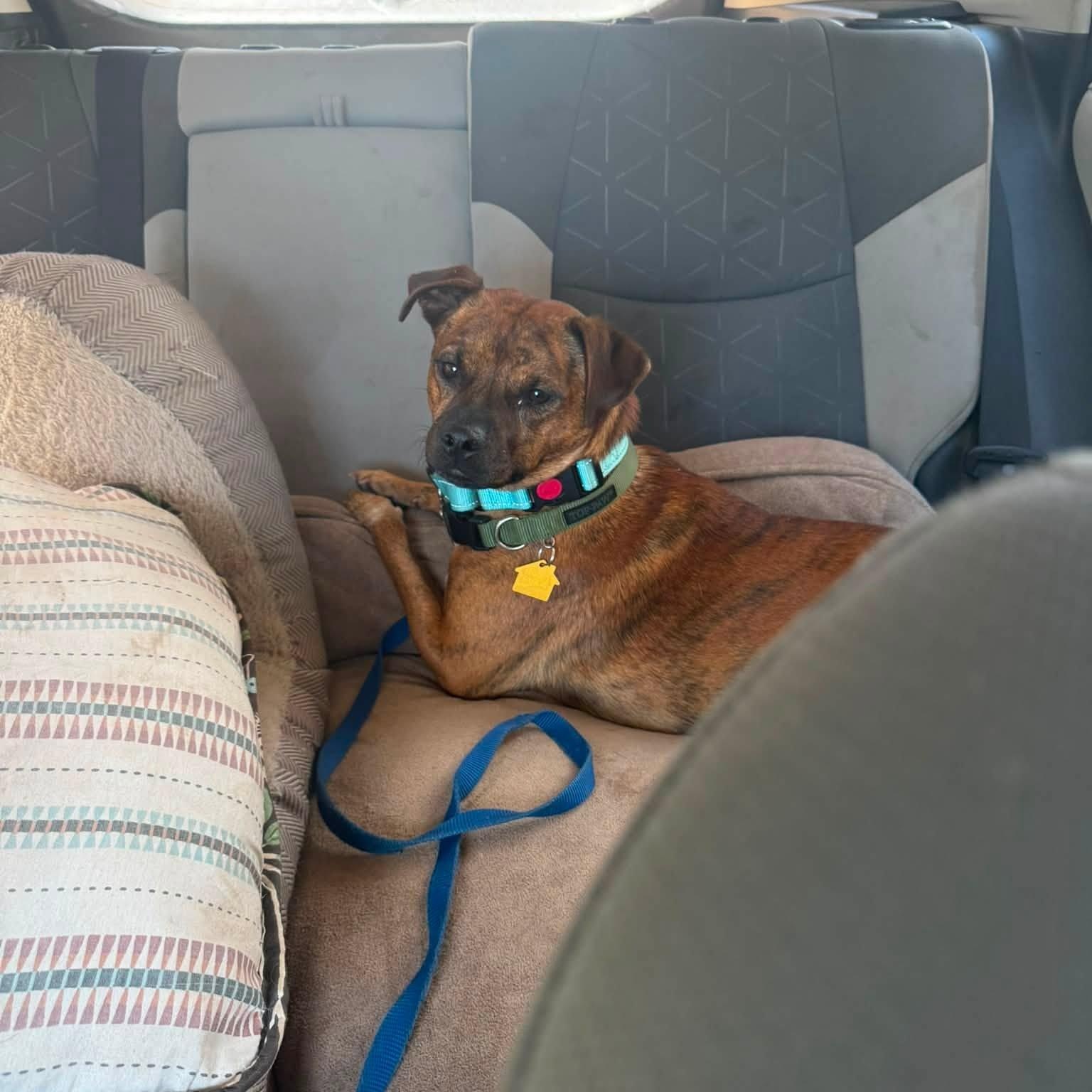 Enlarge Dobbie, a ADOPTABLE Mixed Breed in Chino valley, AZ image 6/6