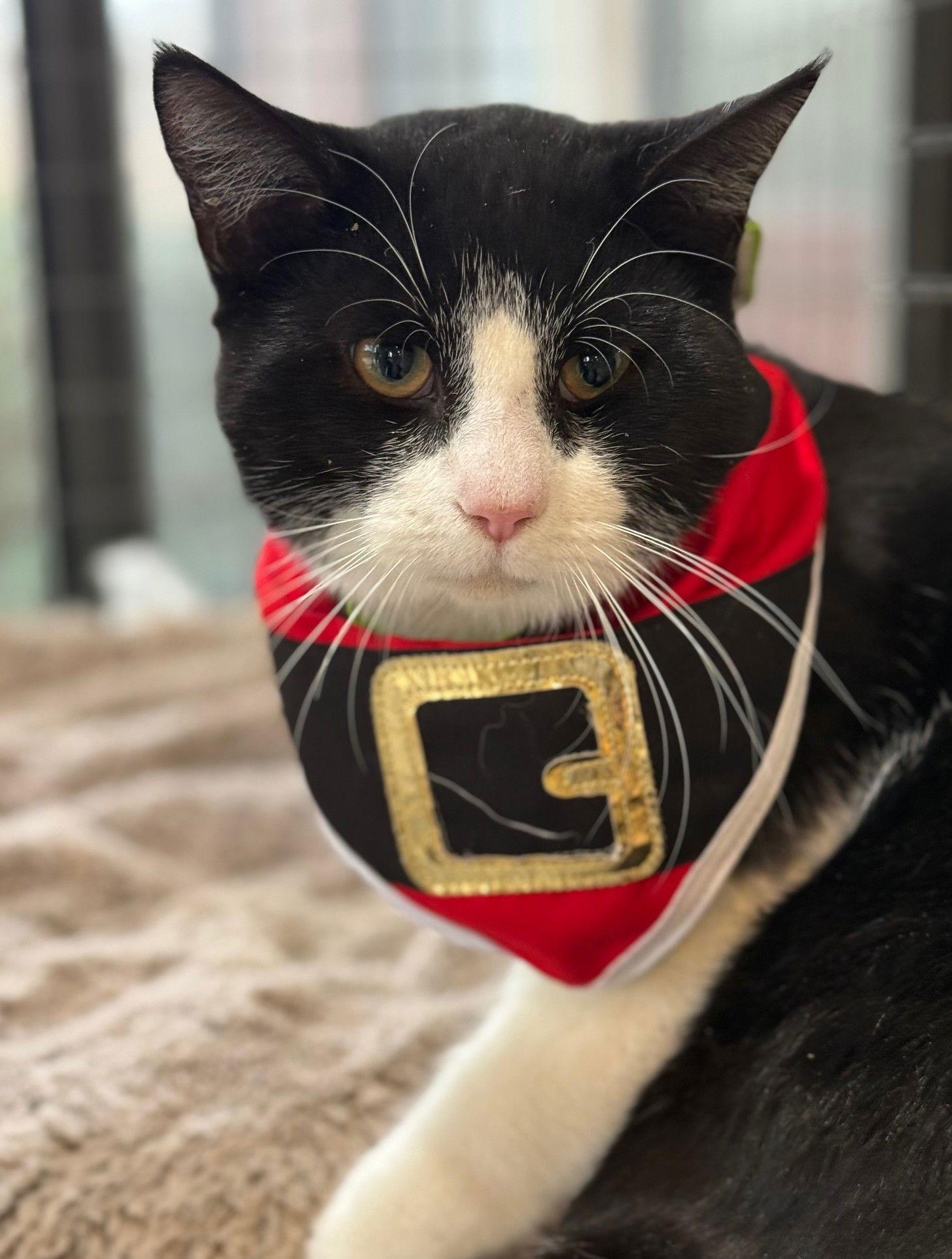 Enlarge Loe Shimmy, a Adoptable Domestic Short Hair in Midland, VA image 1/1