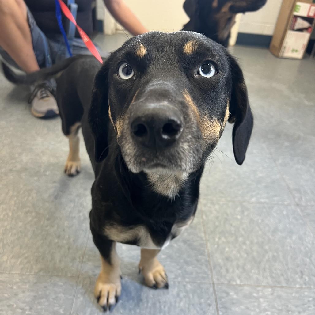 Bambi, a Adoptable mixed breed in Spring, TX image 2/5