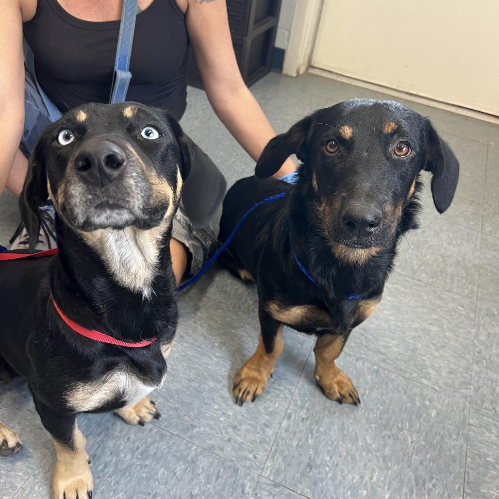 Bambi, a Adoptable mixed breed in Spring, TX image 3/5