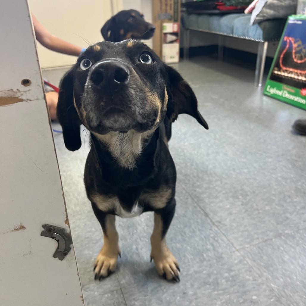 Bambi, a Adoptable mixed breed in Spring, TX image 5/5