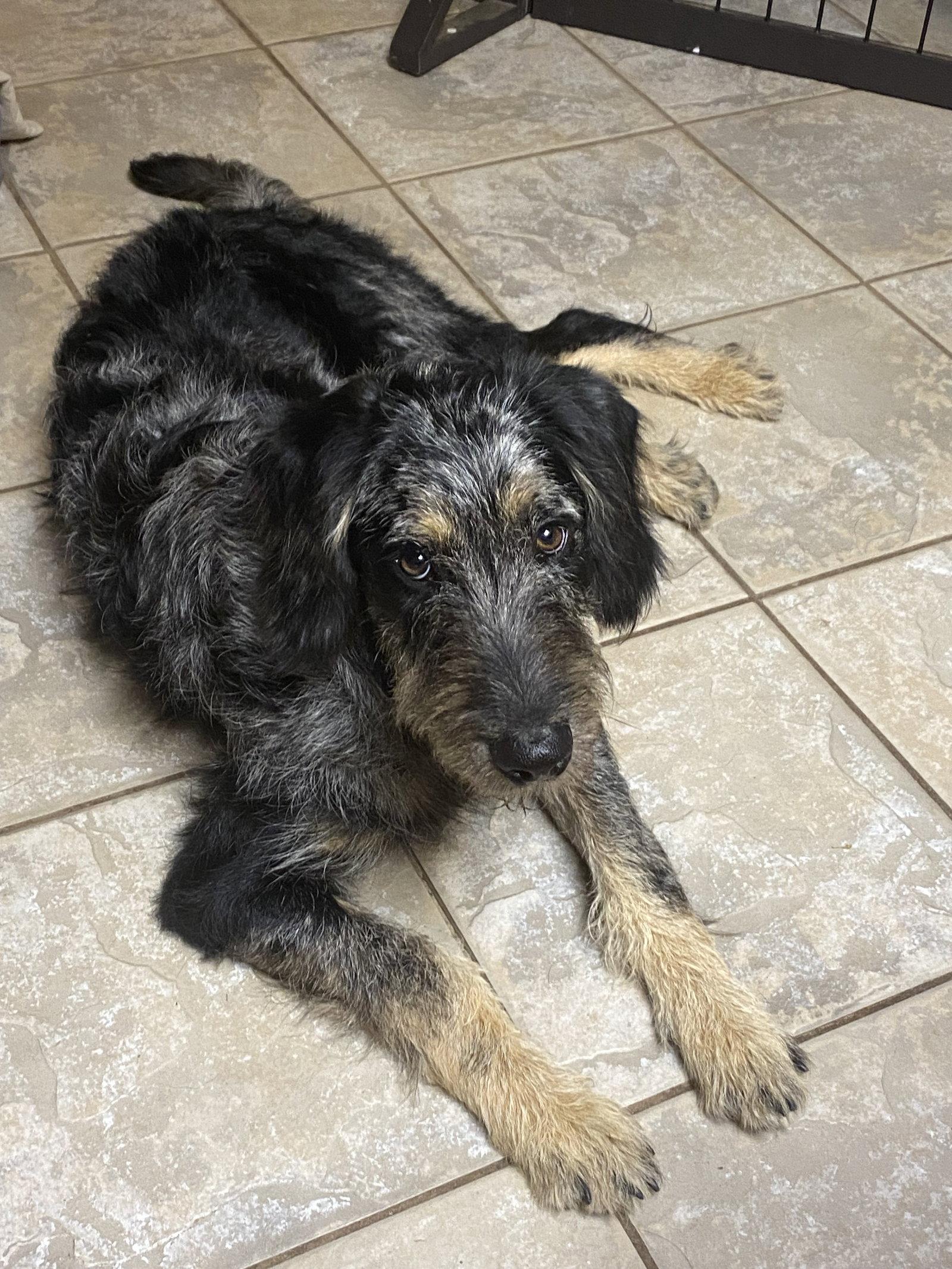 Enlarge McScruff, a Adoptable mixed breed in Barnhart, MO image 1/3