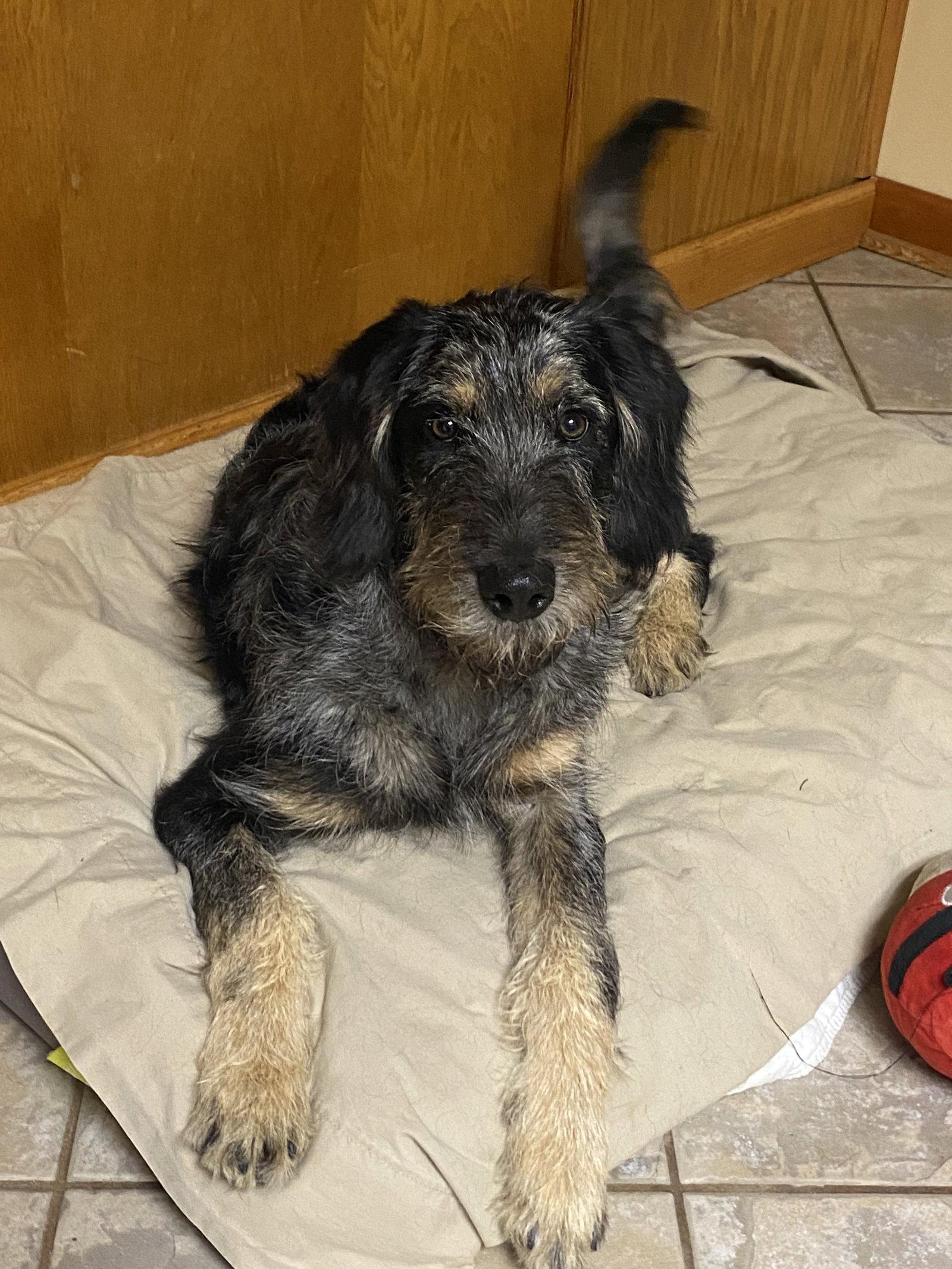 Enlarge McScruff, a Adoptable mixed breed in Barnhart, MO image 2/3