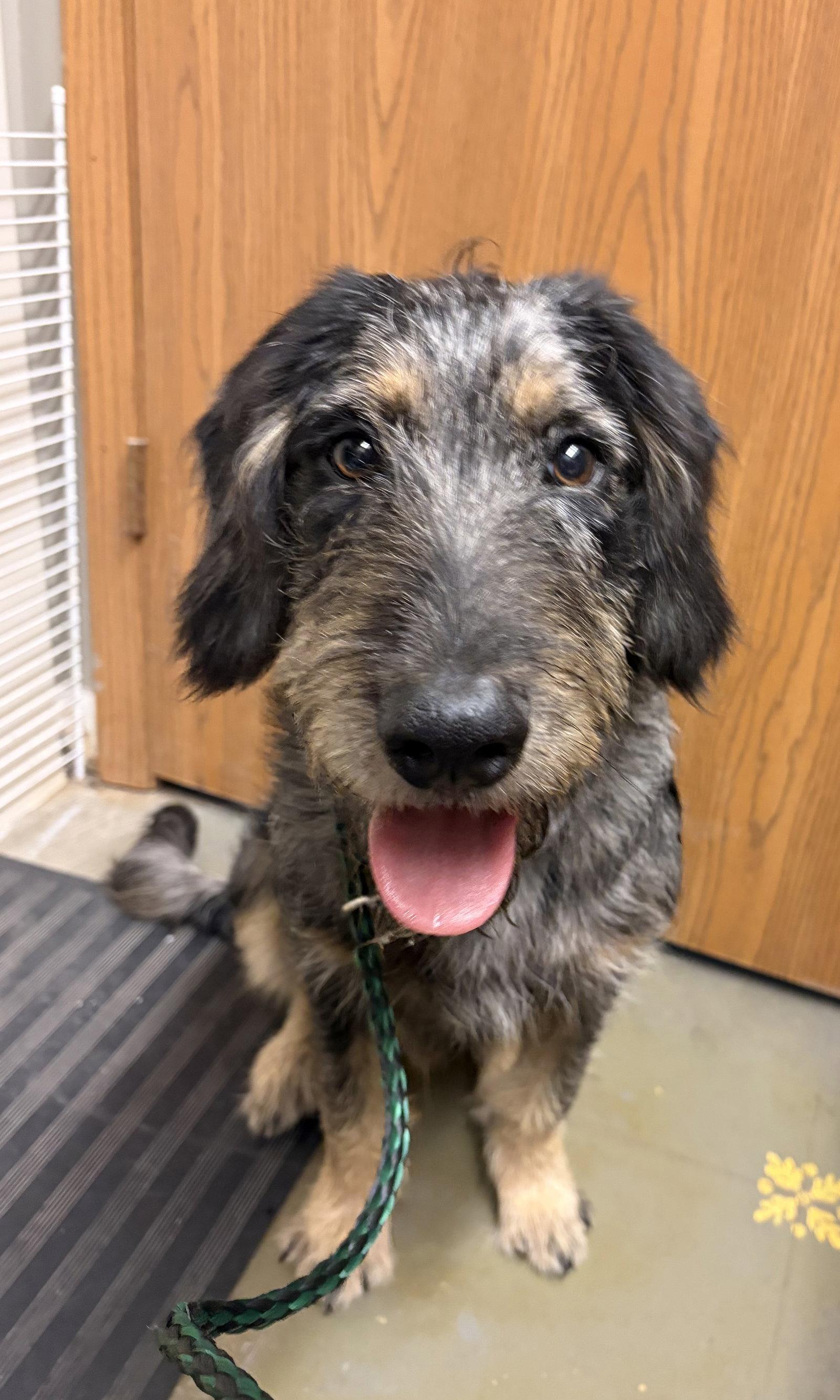 Enlarge McScruff, a Adoptable mixed breed in Barnhart, MO image 3/3