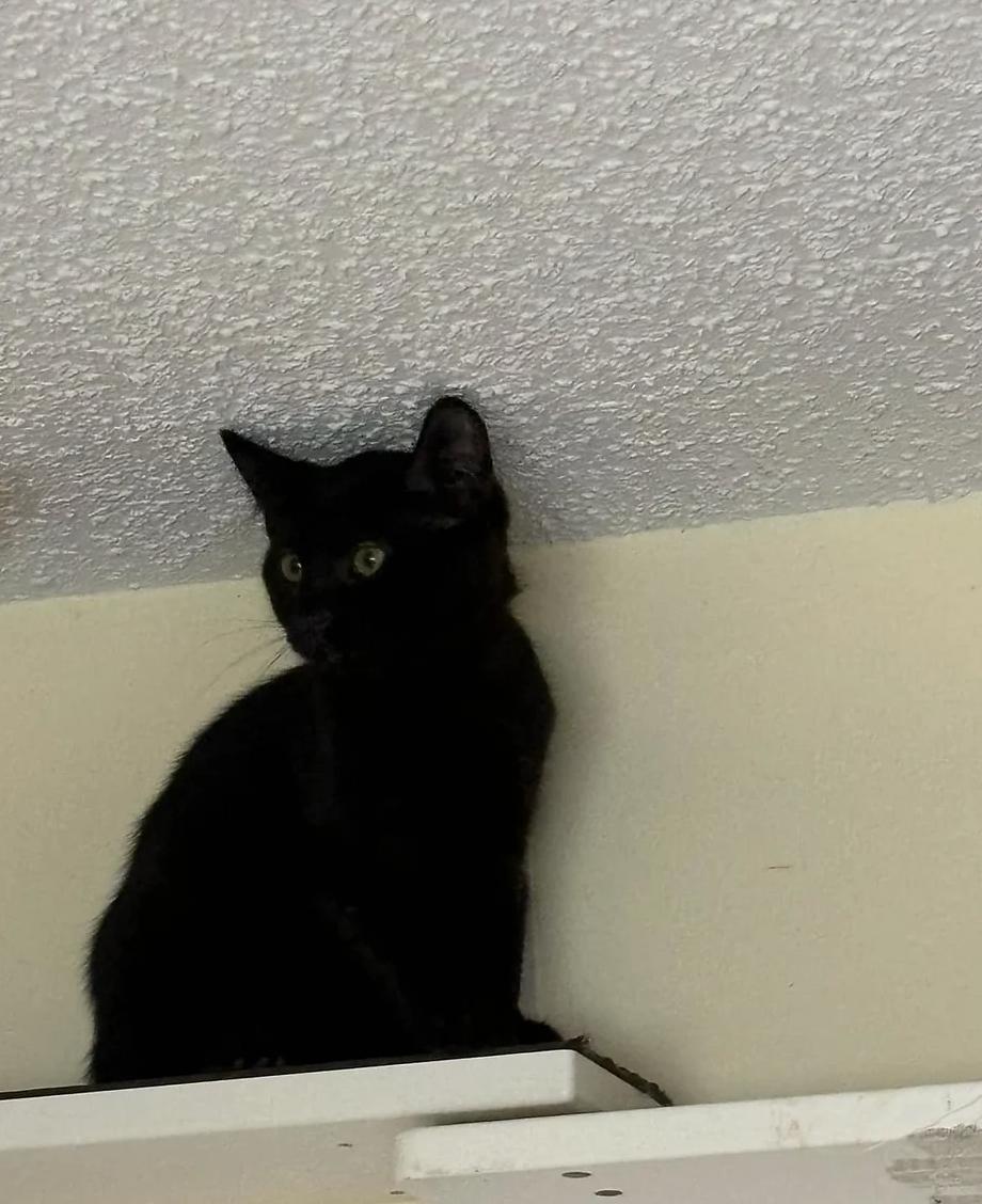 LeFou, Adoptable, Young Male Domestic Medium Hair.