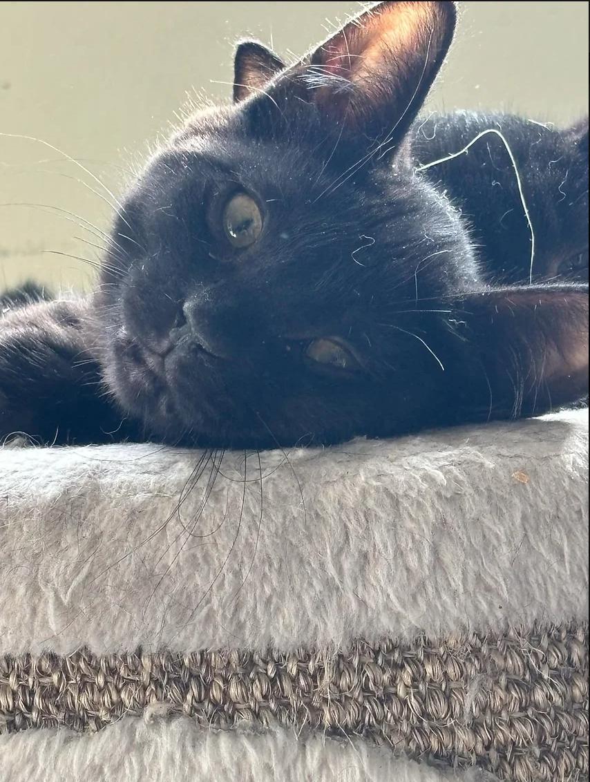 Enlarge LeFou, a Adoptable Domestic Medium Hair in Calgary, AB image 2/2