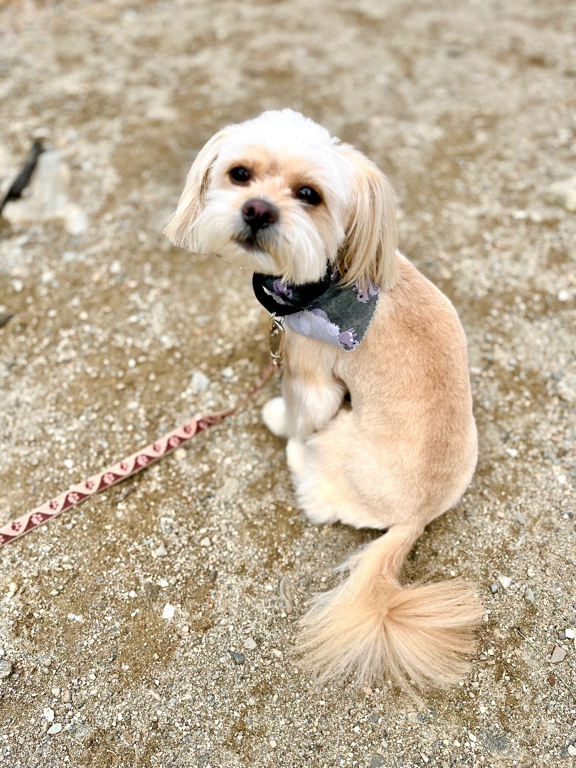 Jenkins, a Adopted mixed breed in Stockton Springs, ME image 1/4