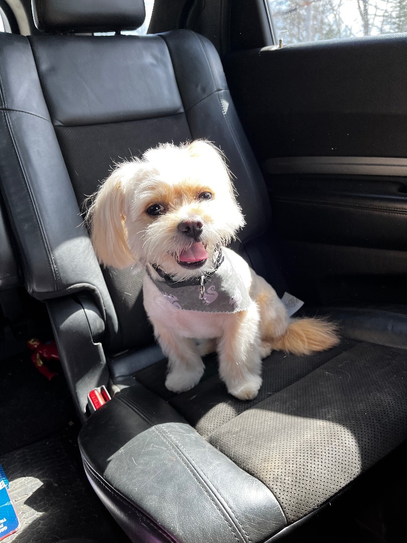 Jenkins, a Adopted mixed breed in Stockton Springs, ME image 2/4