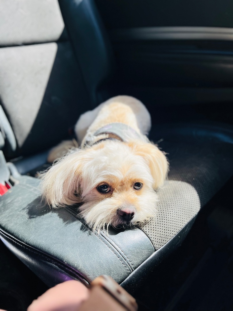 Jenkins, a Adopted mixed breed in Stockton Springs, ME image 3/4