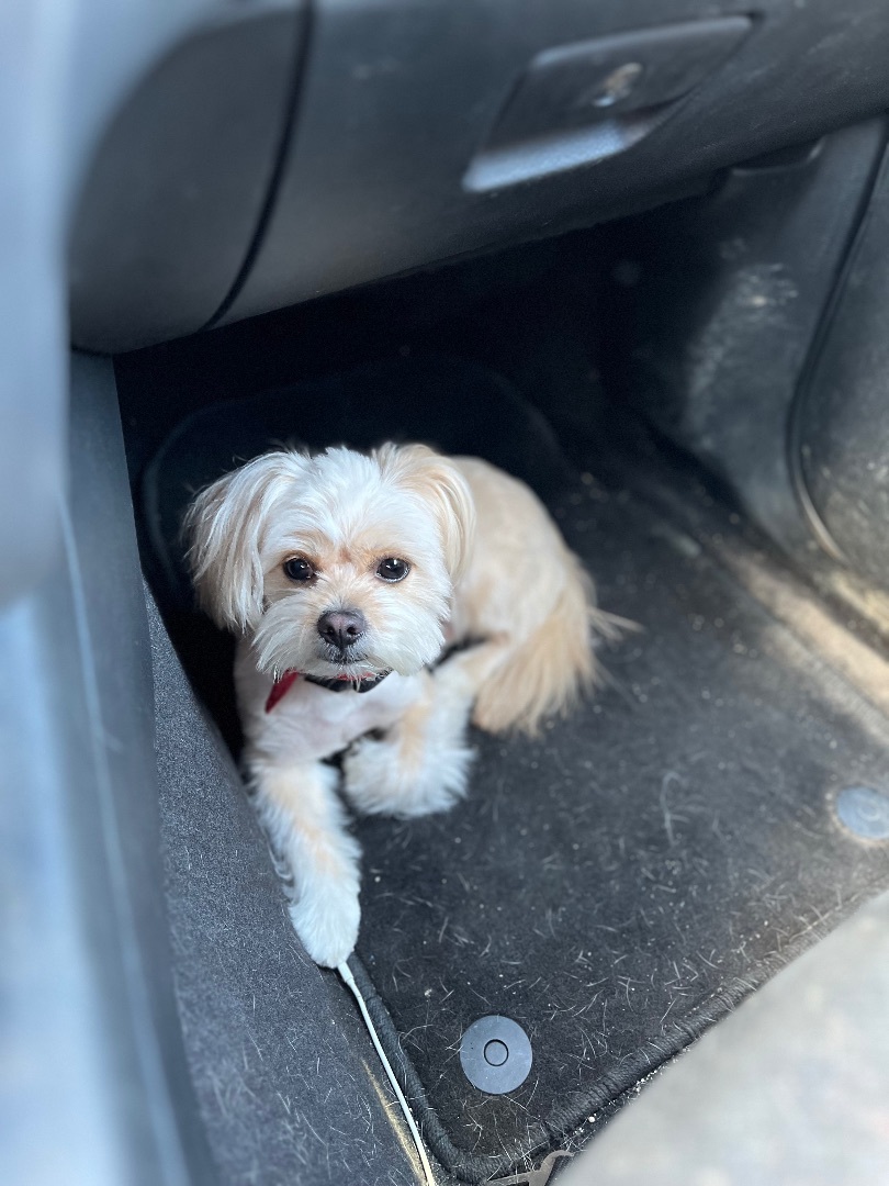 Jenkins, a Adopted mixed breed in Stockton Springs, ME image 4/4