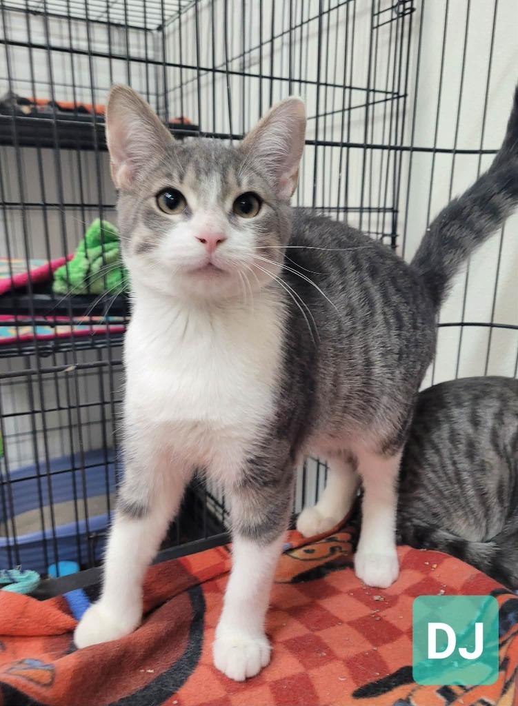 Enlarge DJ, a Adoptable mixed breed in Richmond, IN image 1/2