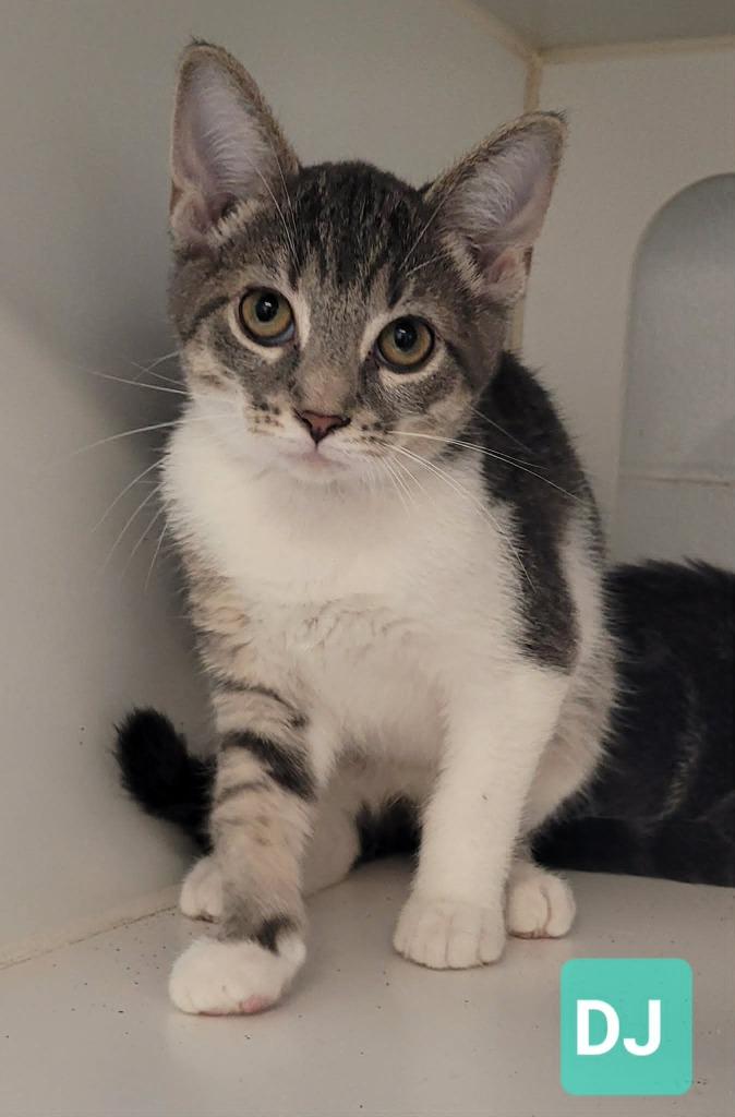 Enlarge DJ, a Adoptable mixed breed in Richmond, IN image 2/2