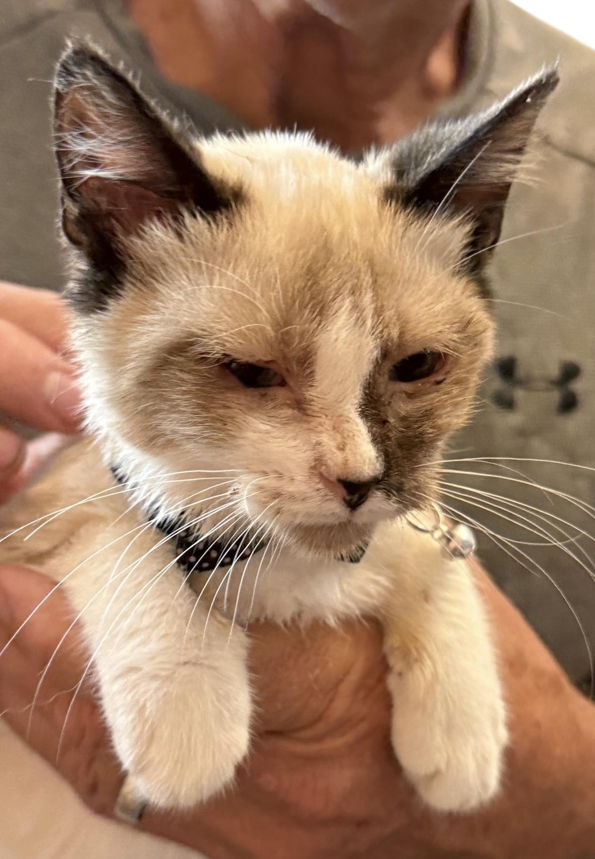 Enlarge Simon, an adopted mixed breed in Grove, OK image 1/4