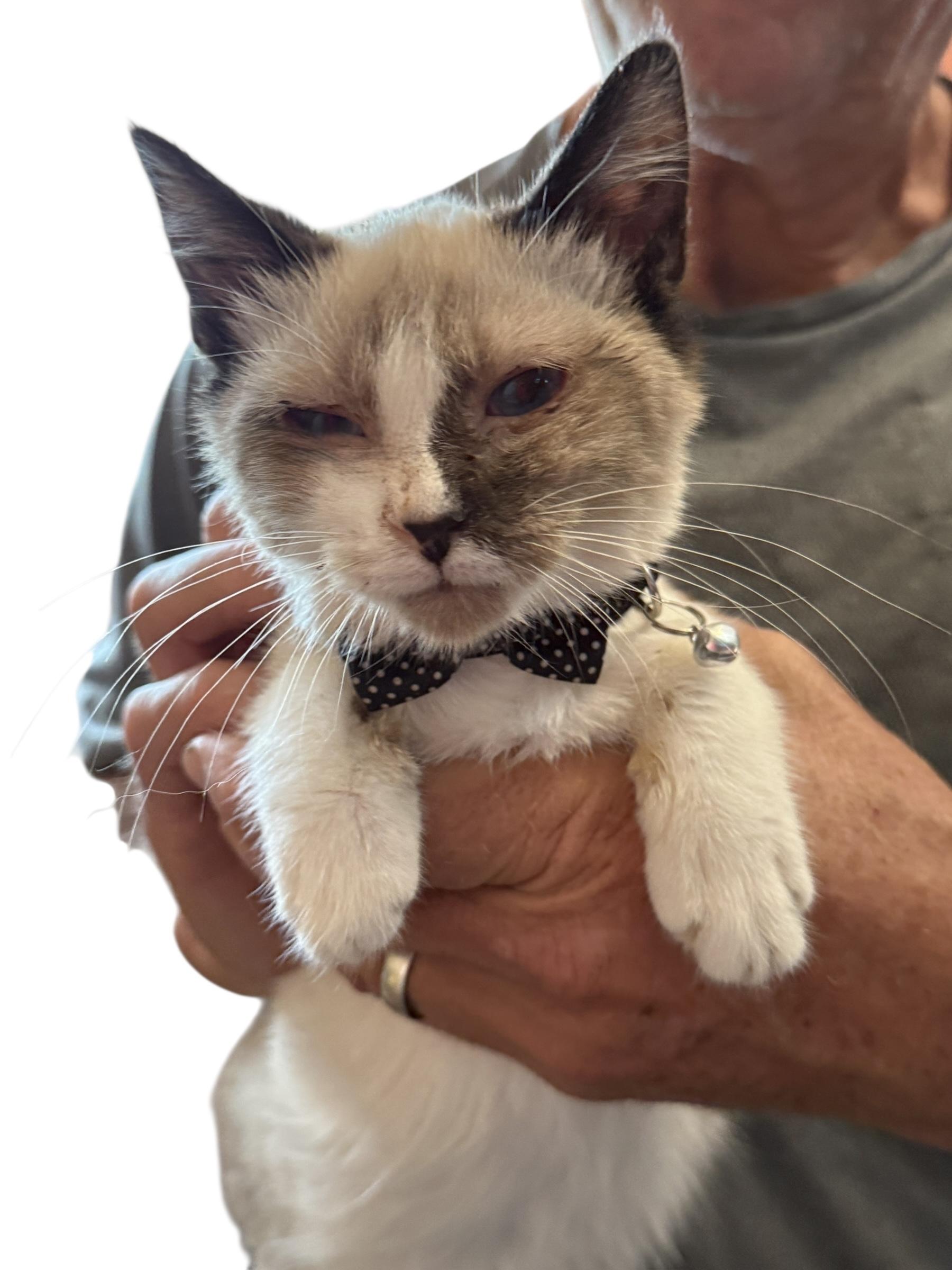 Enlarge Simon, an adopted mixed breed in Grove, OK image 2/4