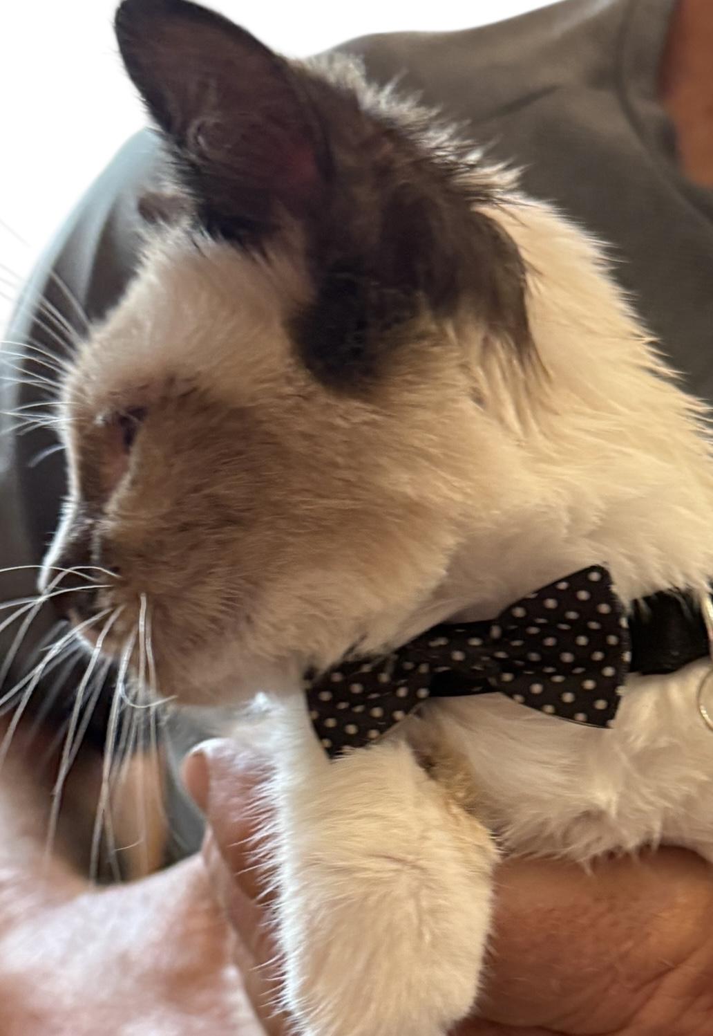 Enlarge Simon, an adopted mixed breed in Grove, OK image 4/4