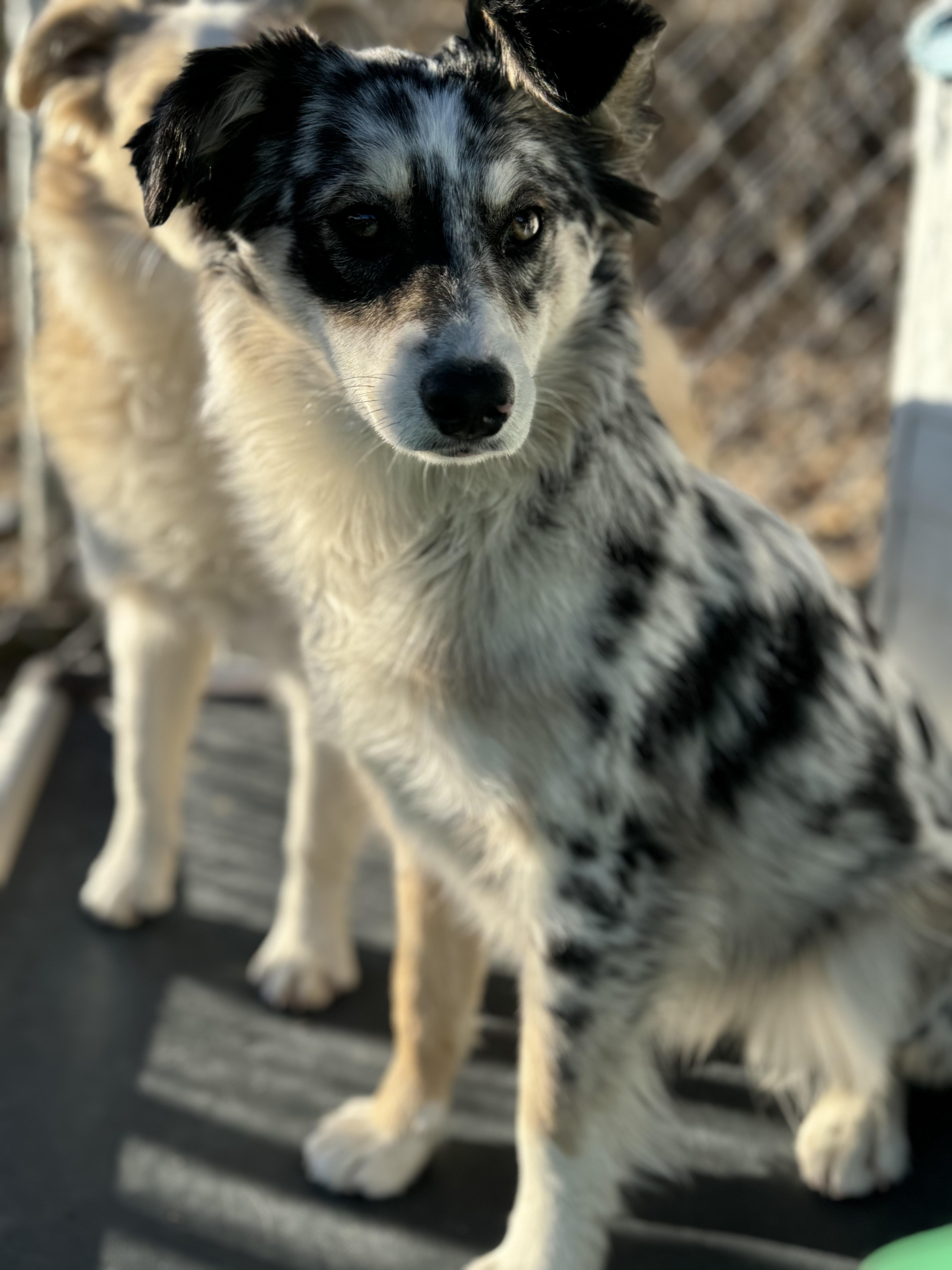 Enlarge Bindi, a ADOPTABLE Australian Shepherd in Washington, MO image 1/3