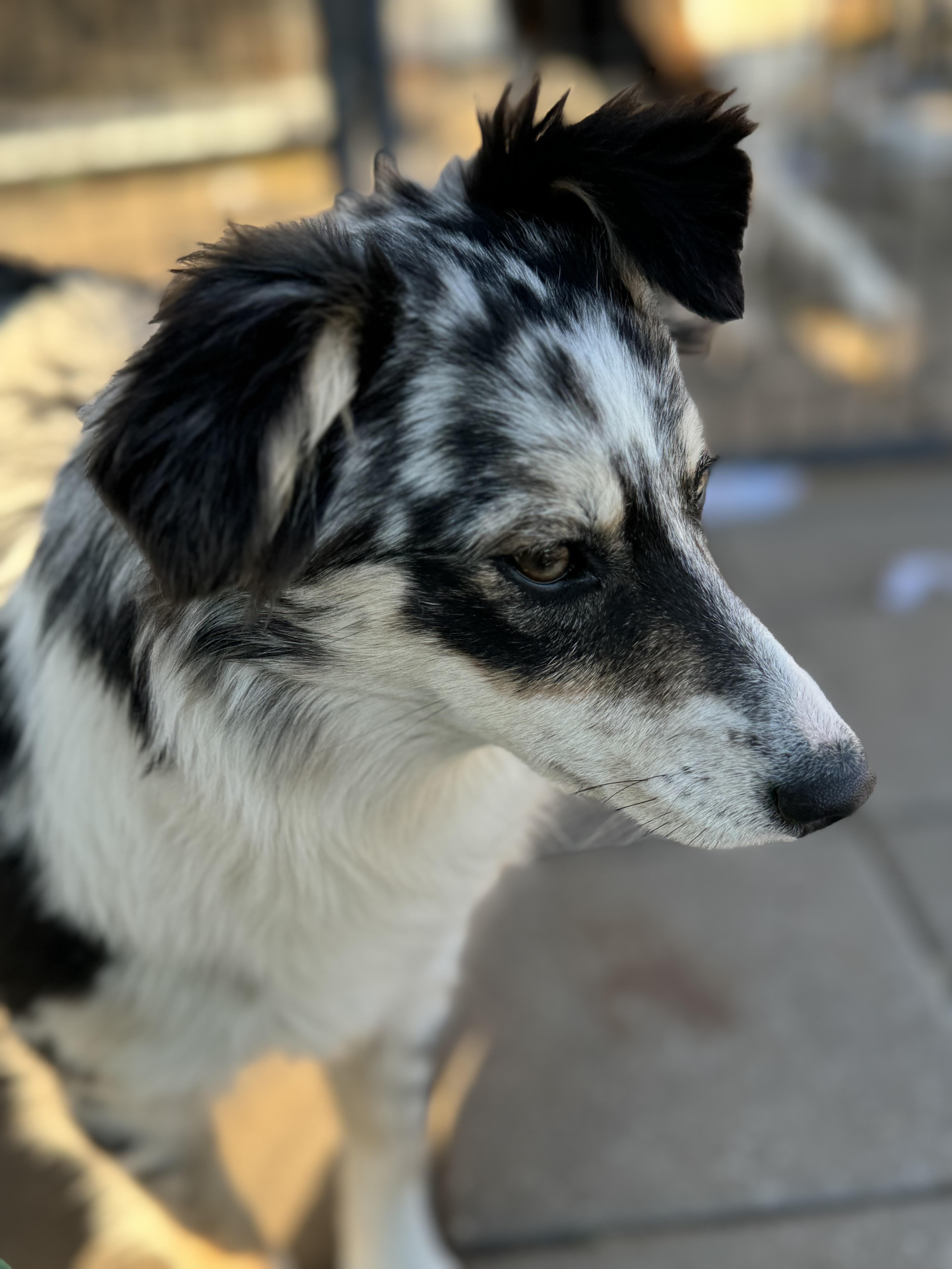 Enlarge Bindi, a ADOPTABLE Australian Shepherd in Washington, MO image 2/3