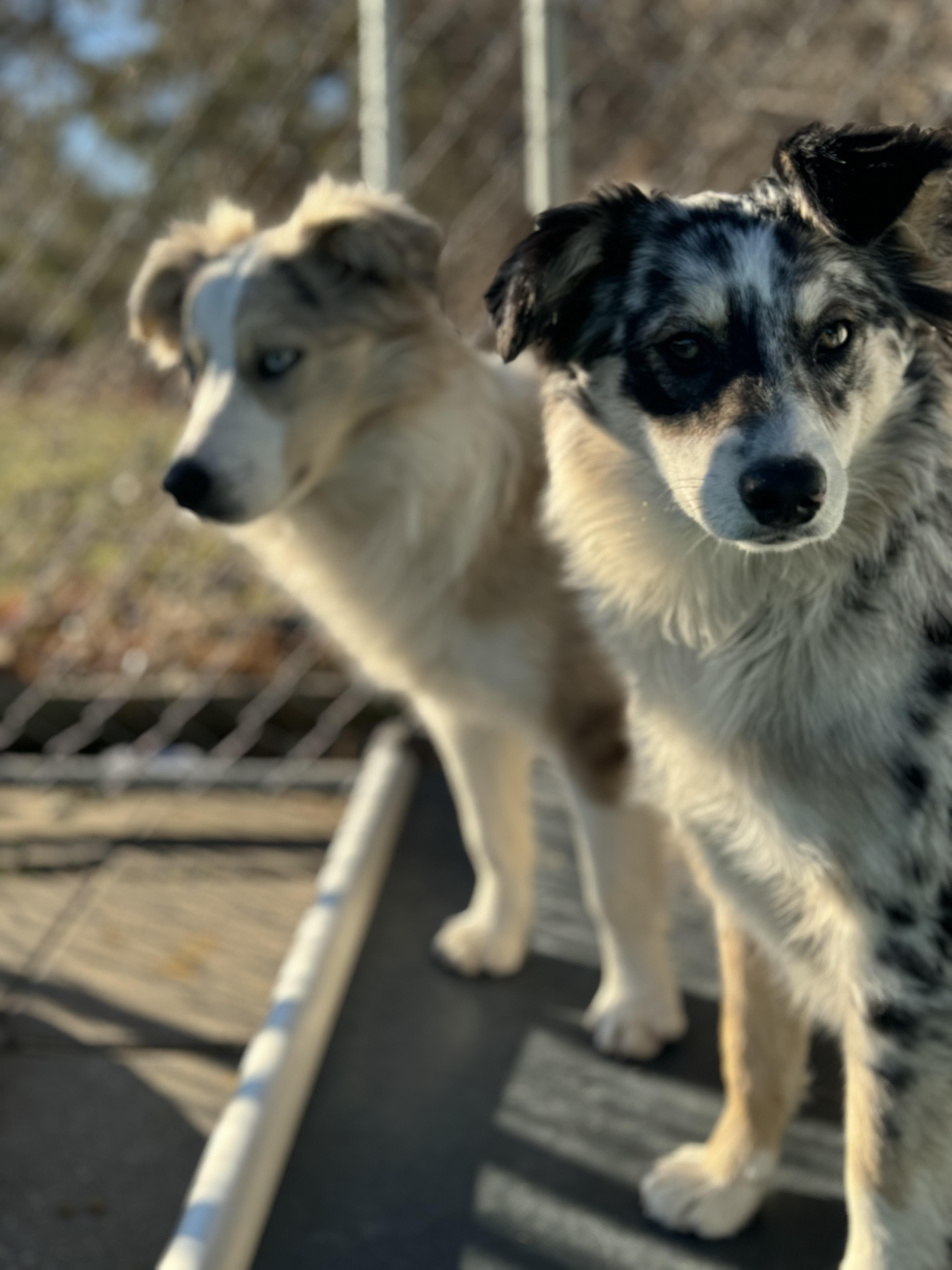 Enlarge Bindi, a ADOPTABLE Australian Shepherd in Washington, MO image 3/3