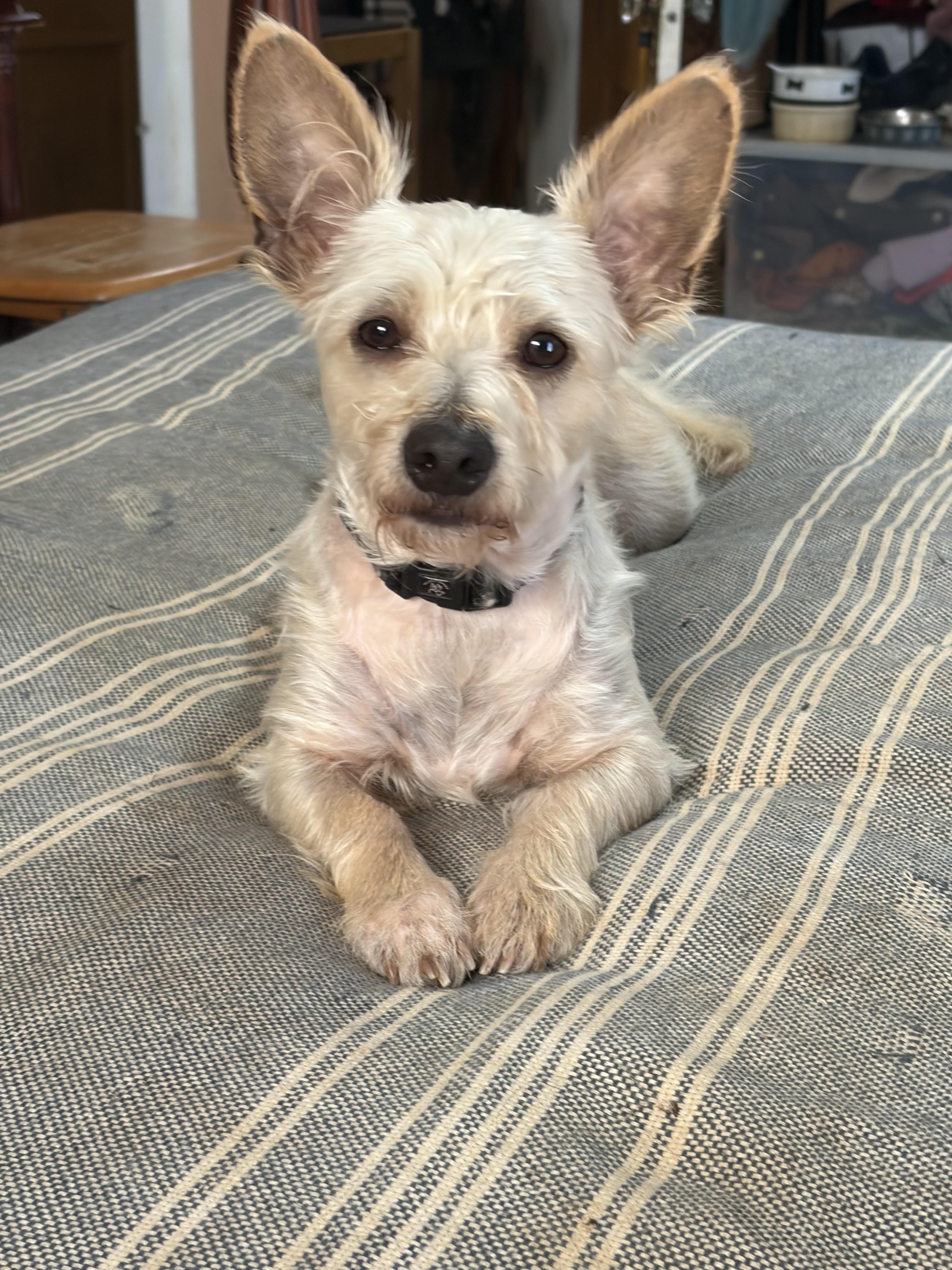 Enlarge Carson, an adopted mixed breed in Wytheville, VA image 5/5