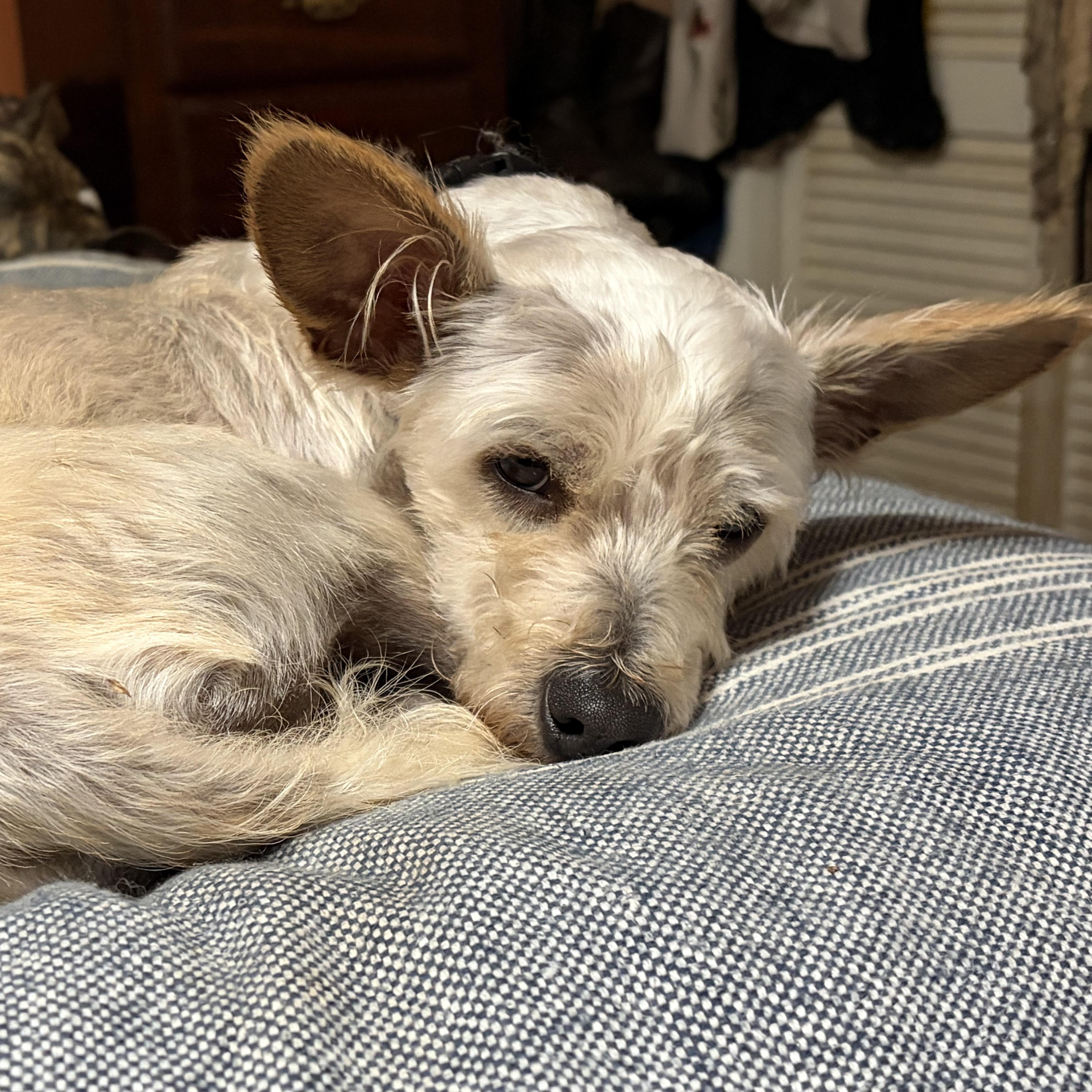 Enlarge Carson, an adopted mixed breed in Wytheville, VA image 3/5