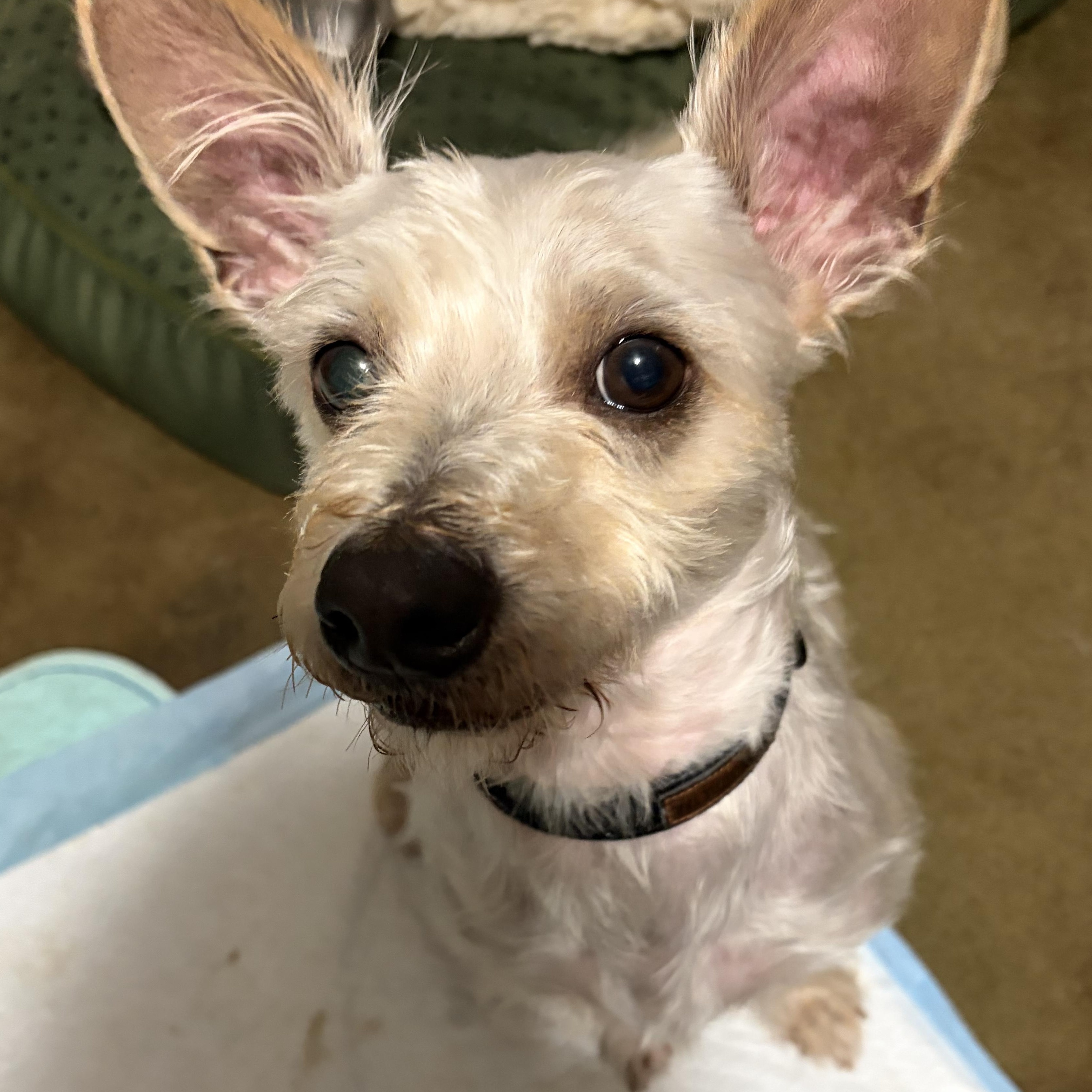Enlarge Carson, an adopted mixed breed in Wytheville, VA image 4/5