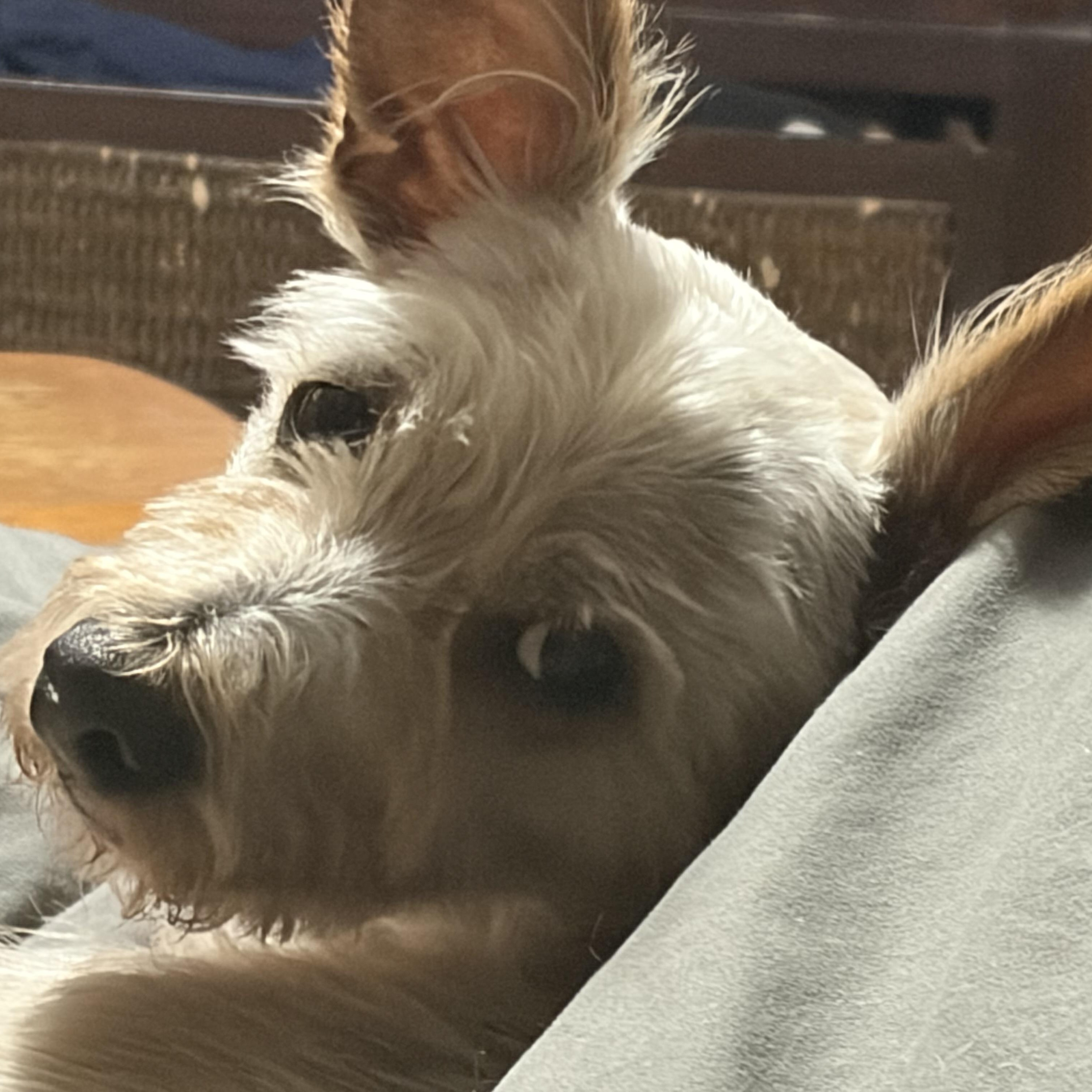 Enlarge Carson, an adopted mixed breed in Wytheville, VA image 2/5