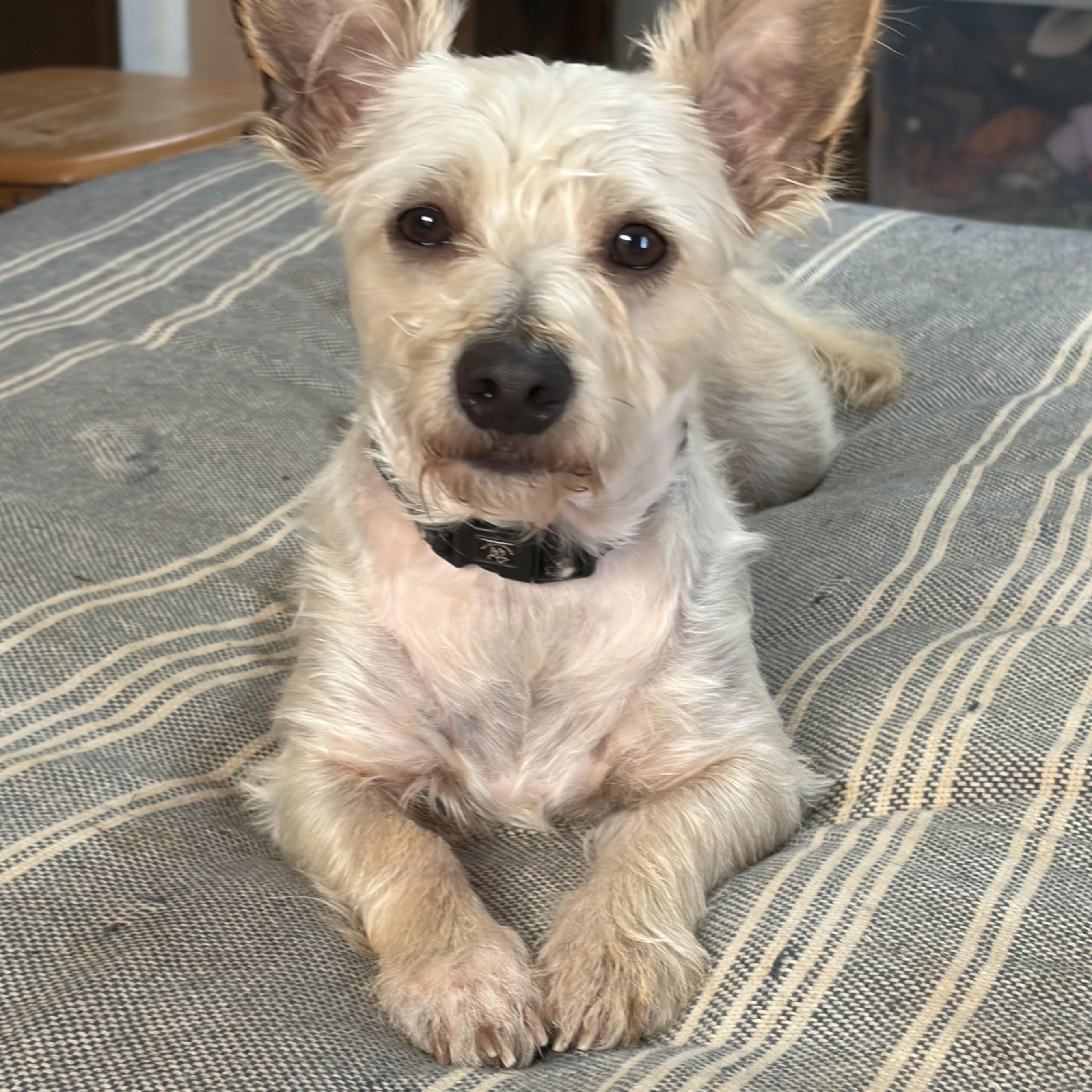 Carson, adopted, Young Male Schnauzer & Scottish Terrier.