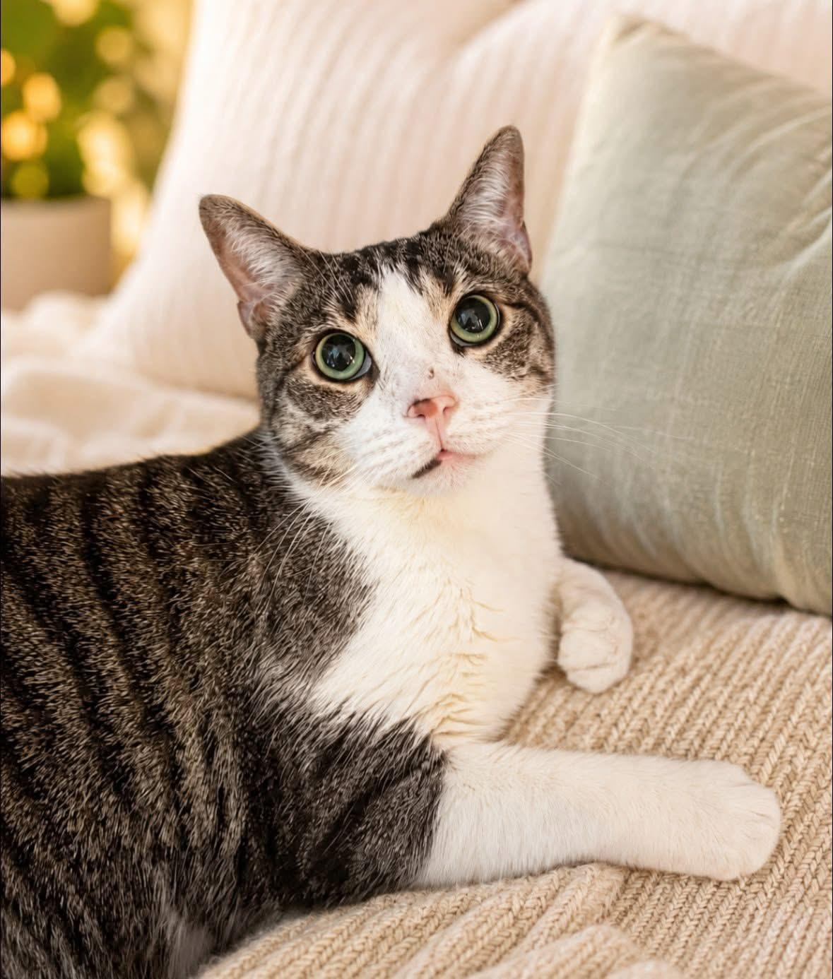 Raine, Adopted, Adult Male Domestic Short Hair.