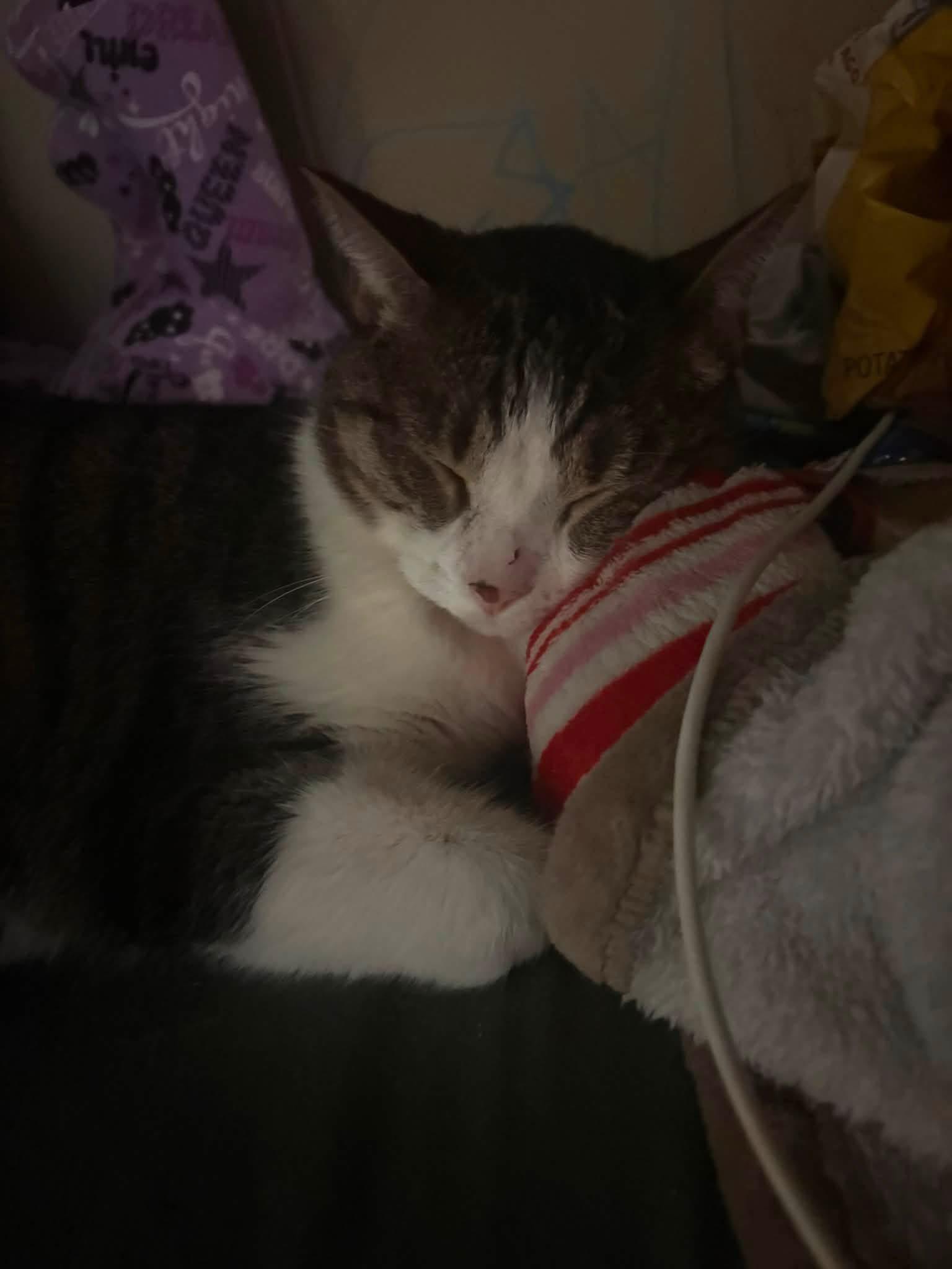 Enlarge Raine, a Adopted Domestic Short Hair in Hammond, LA image 3/3