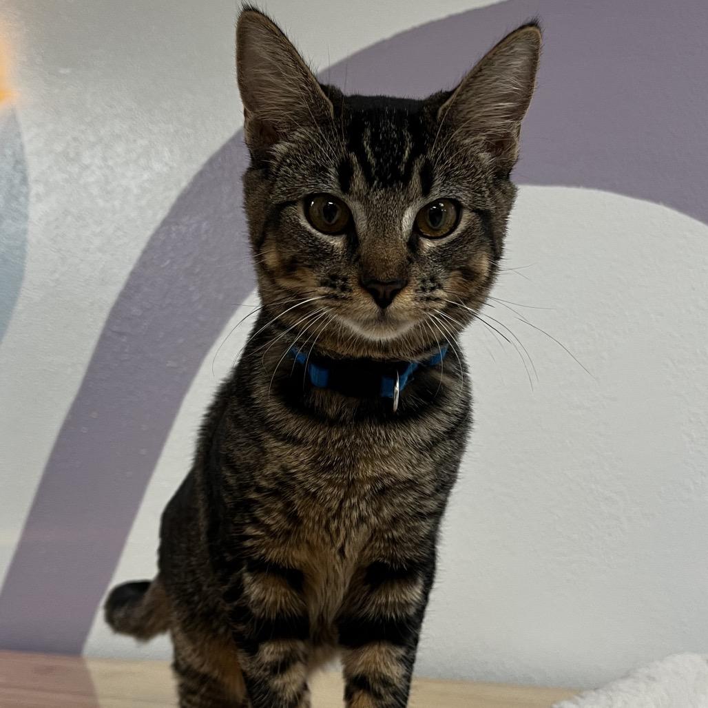 Enlarge Maggie, a Adoptable Domestic Short Hair in Yucca Valley, CA image 1/6