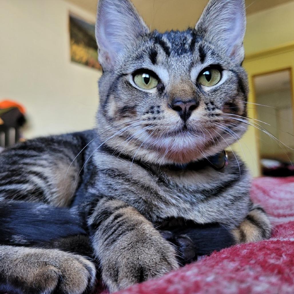 Enlarge Maggie, a Adoptable Domestic Short Hair in Yucca Valley, CA image 2/6