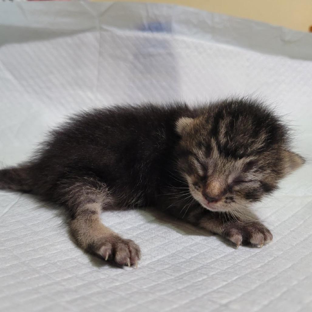 Enlarge Maggie, a Adoptable Domestic Short Hair in Yucca Valley, CA image 3/6