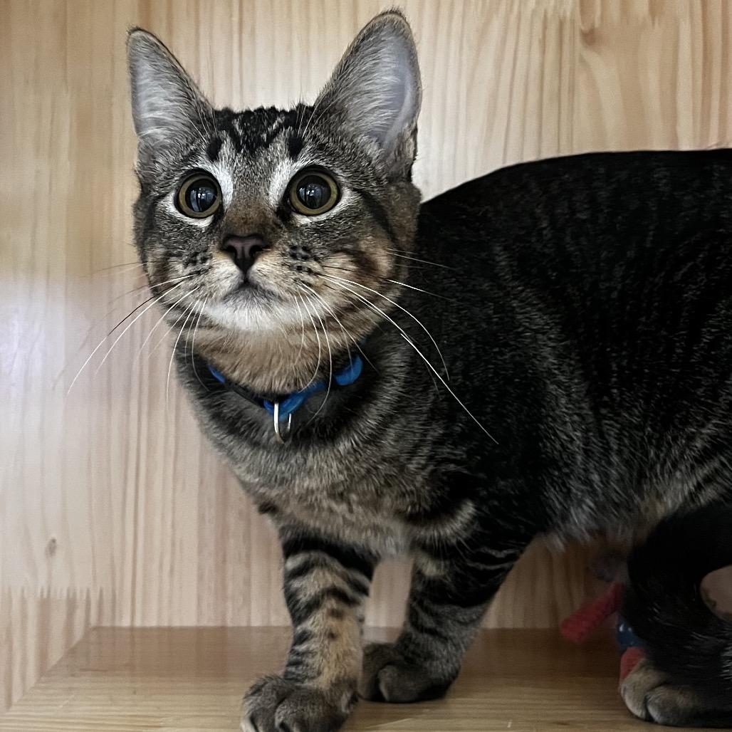 Enlarge Maggie, a Adoptable Domestic Short Hair in Yucca Valley, CA image 4/6