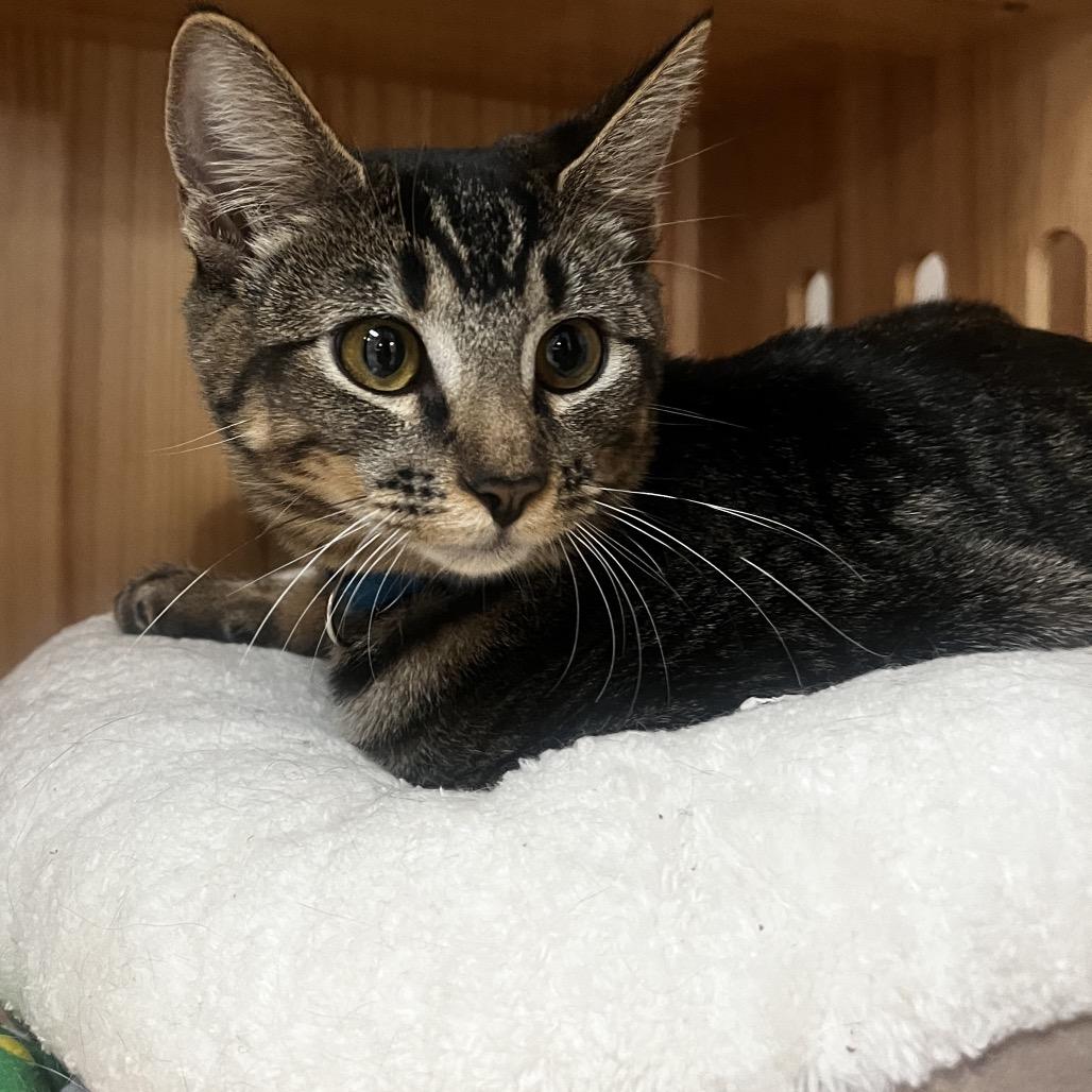 Enlarge Maggie, a Adoptable Domestic Short Hair in Yucca Valley, CA image 5/6
