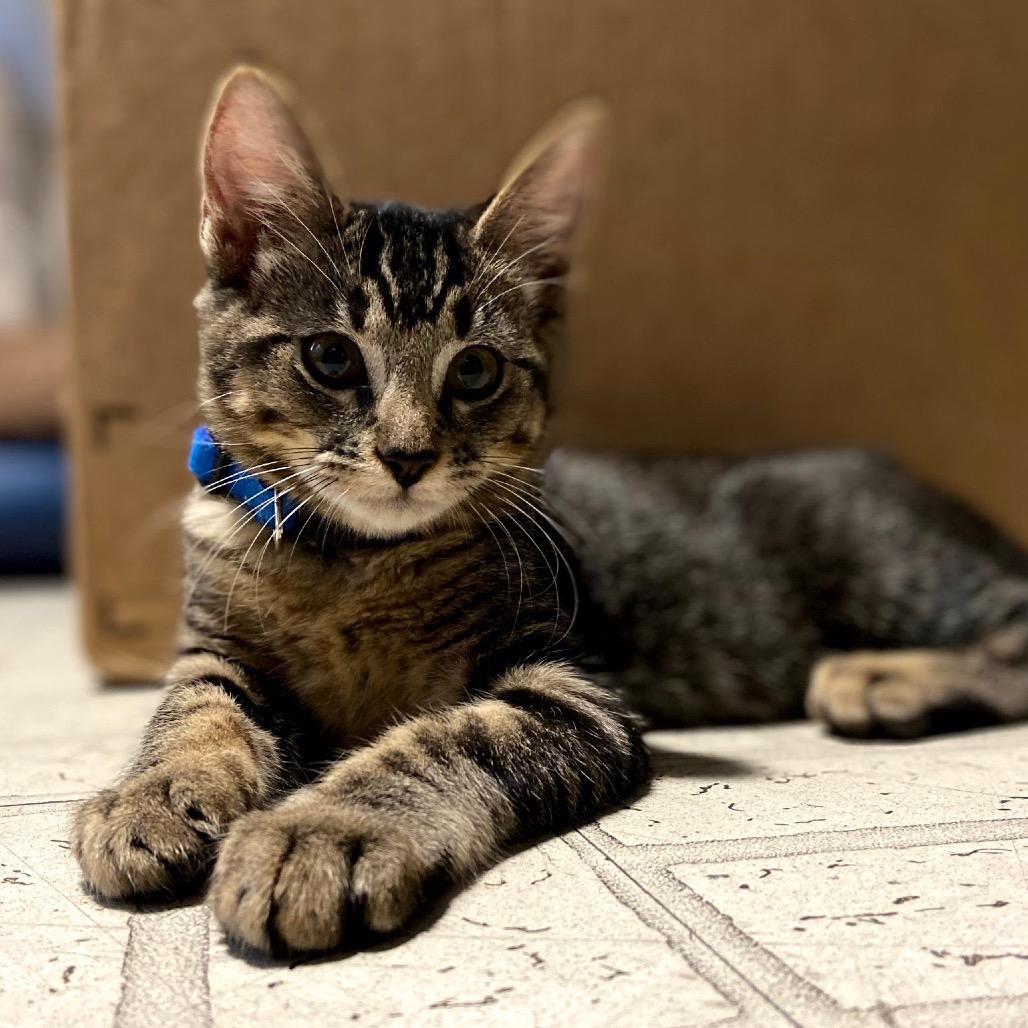 Enlarge Maggie, a Adoptable Domestic Short Hair in Yucca Valley, CA image 6/6