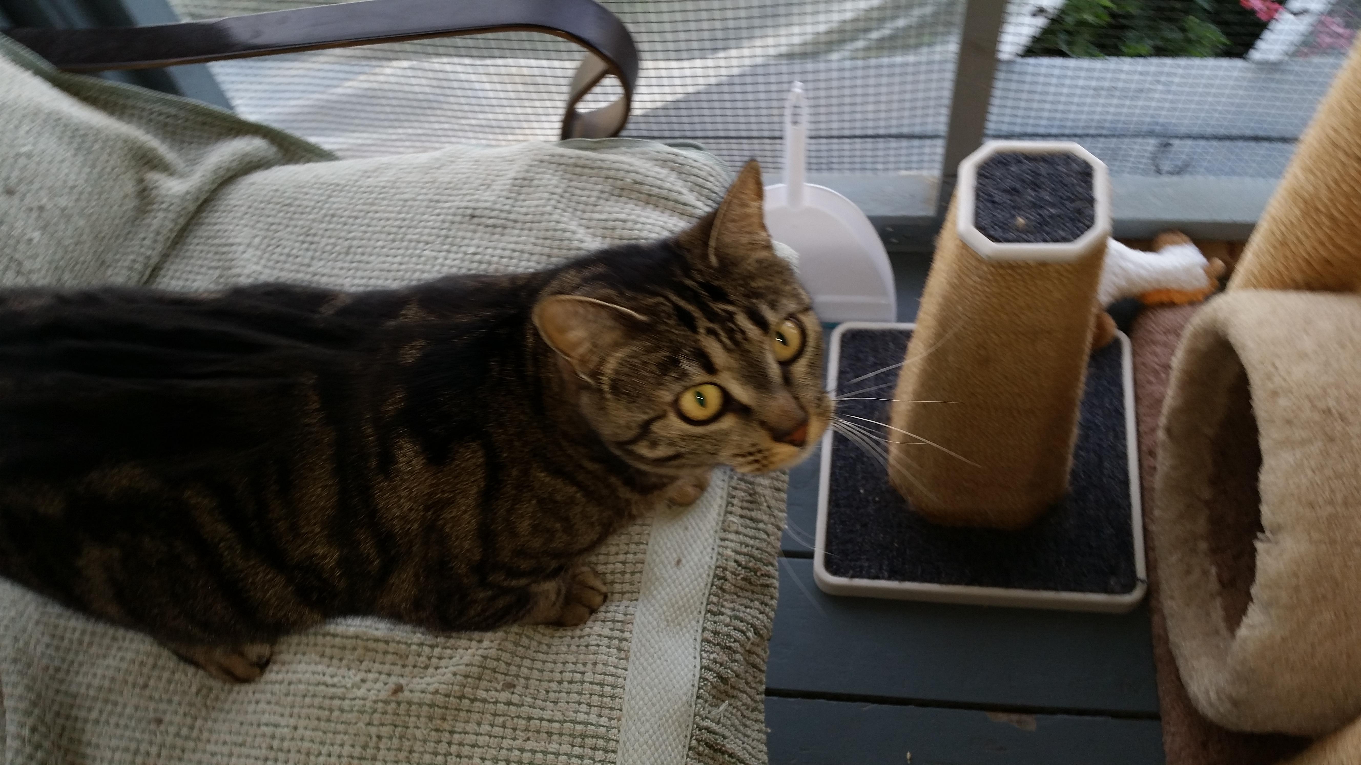 Momcat aka Ms Grey, Adoptable, Adult Female Domestic Short Hair & Tabby.